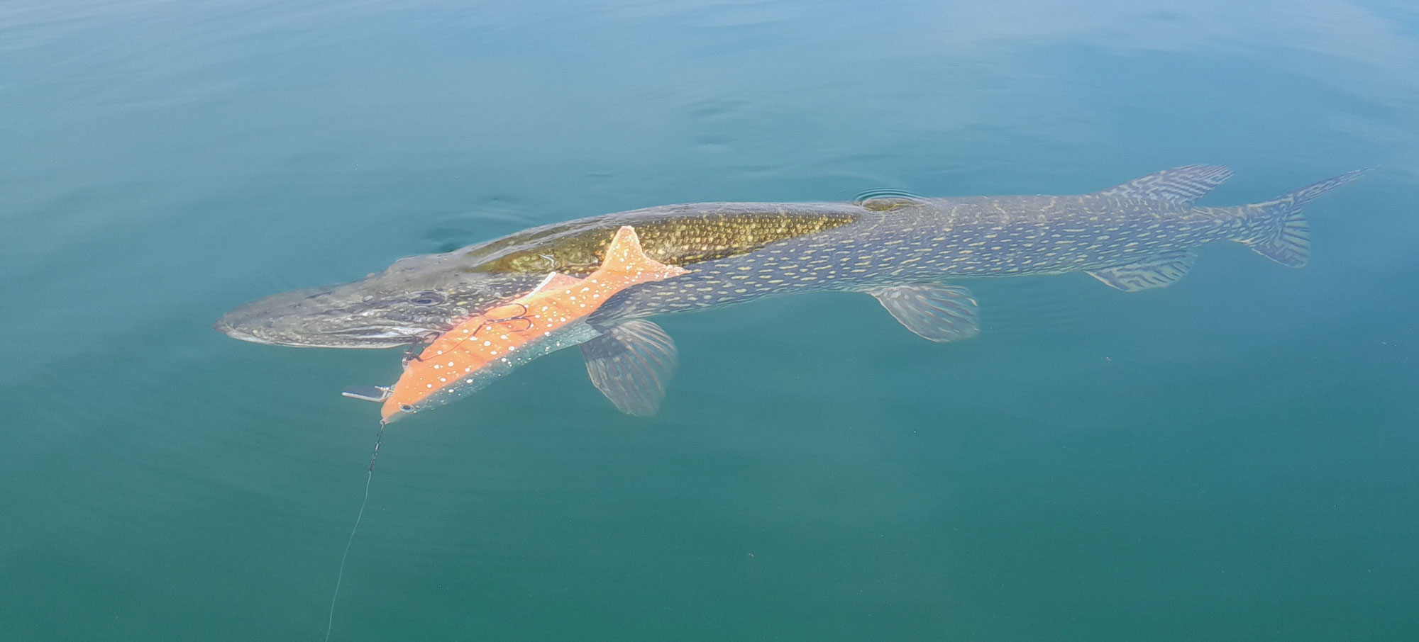 110cm Hecht gefangen mit neuem Swimbait