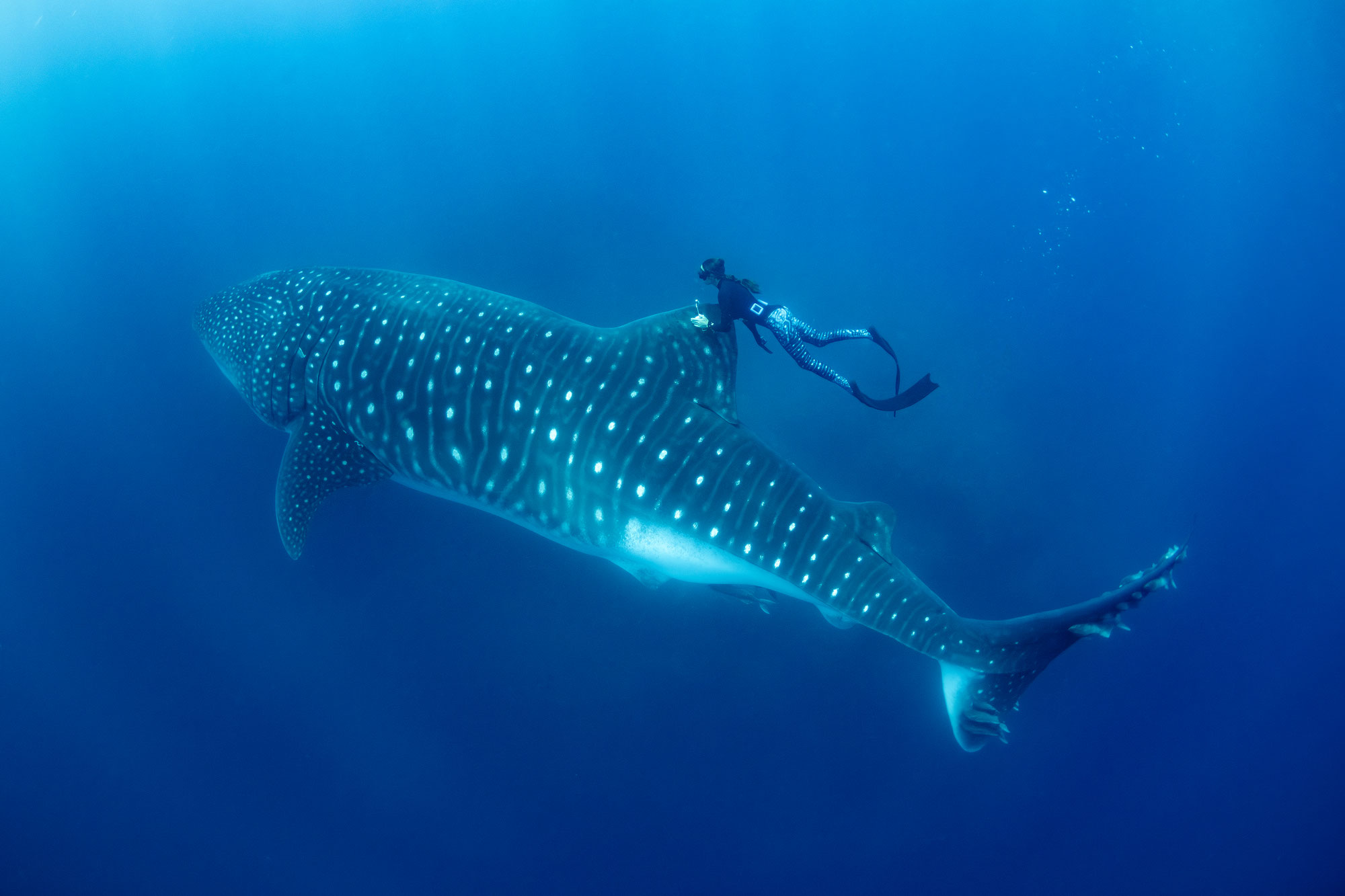 The Galápagos Whale Shark Project Partnership