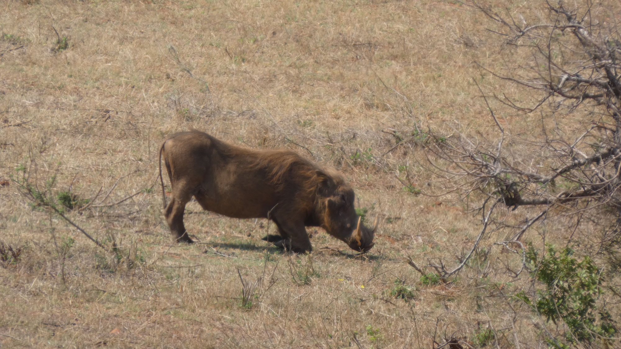 Afrique du Sud — Voyage initiatique au cœur du vivant