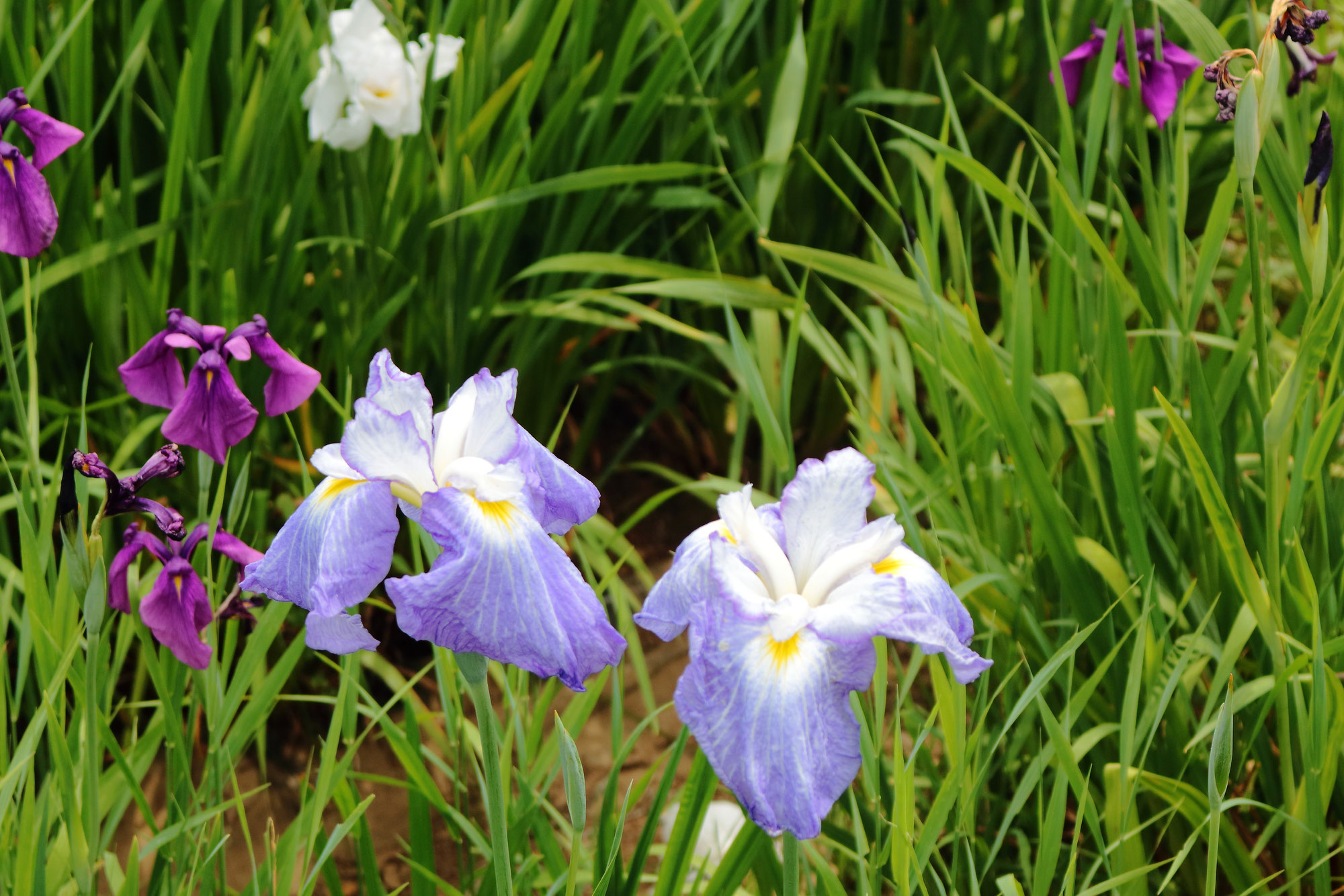 天神公園の菖蒲