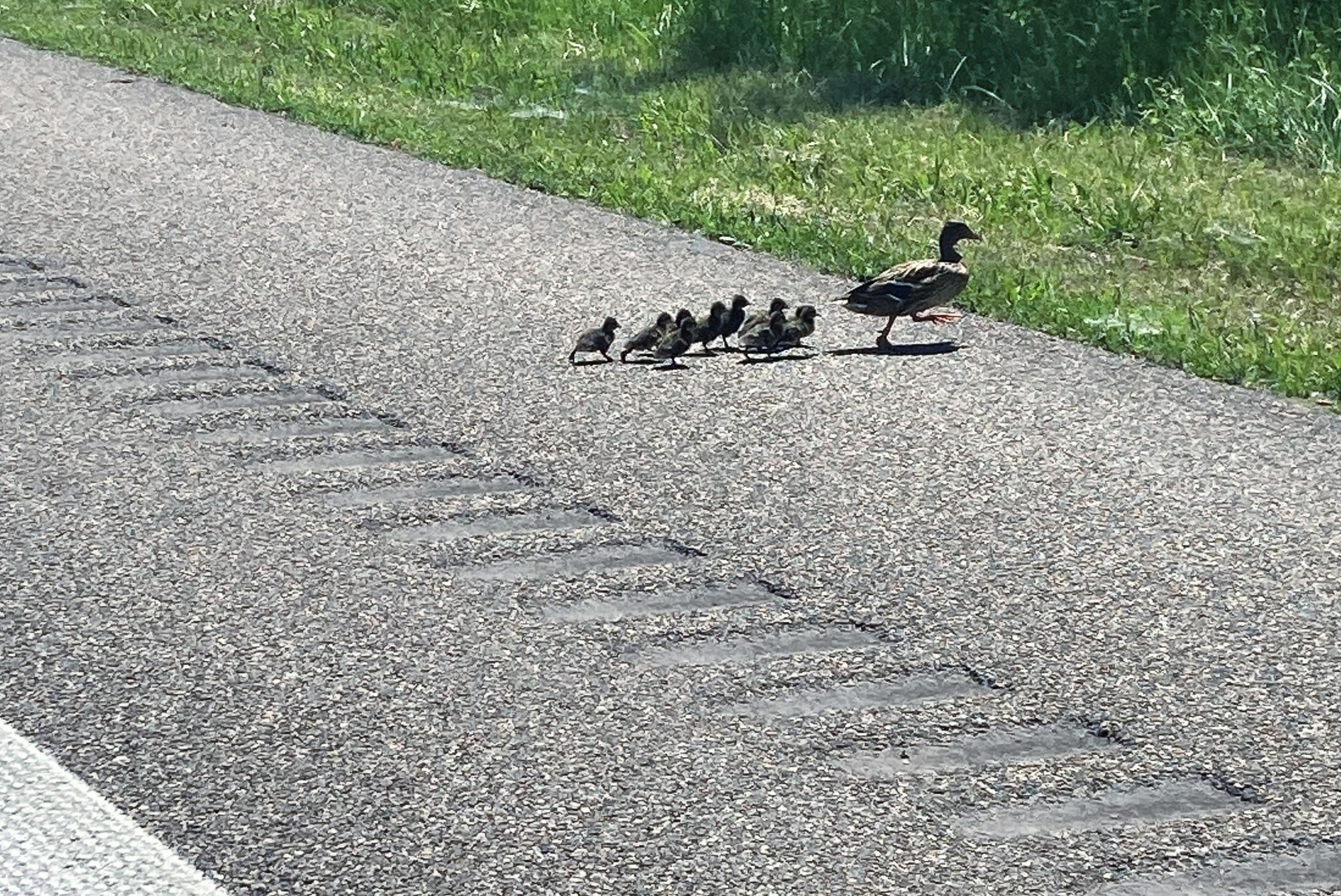 A5 kurzzeitig gesperrt wegen Familienausflug einer Entenfamilie