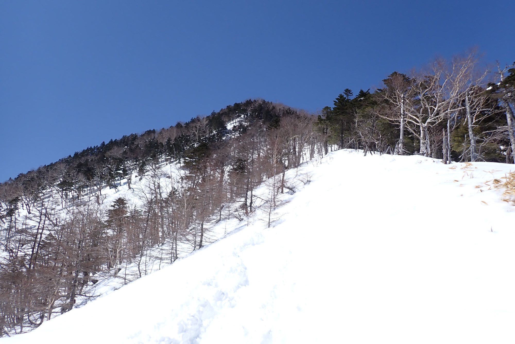 八ヶ岳・三ツ頭雪山登山ツアー