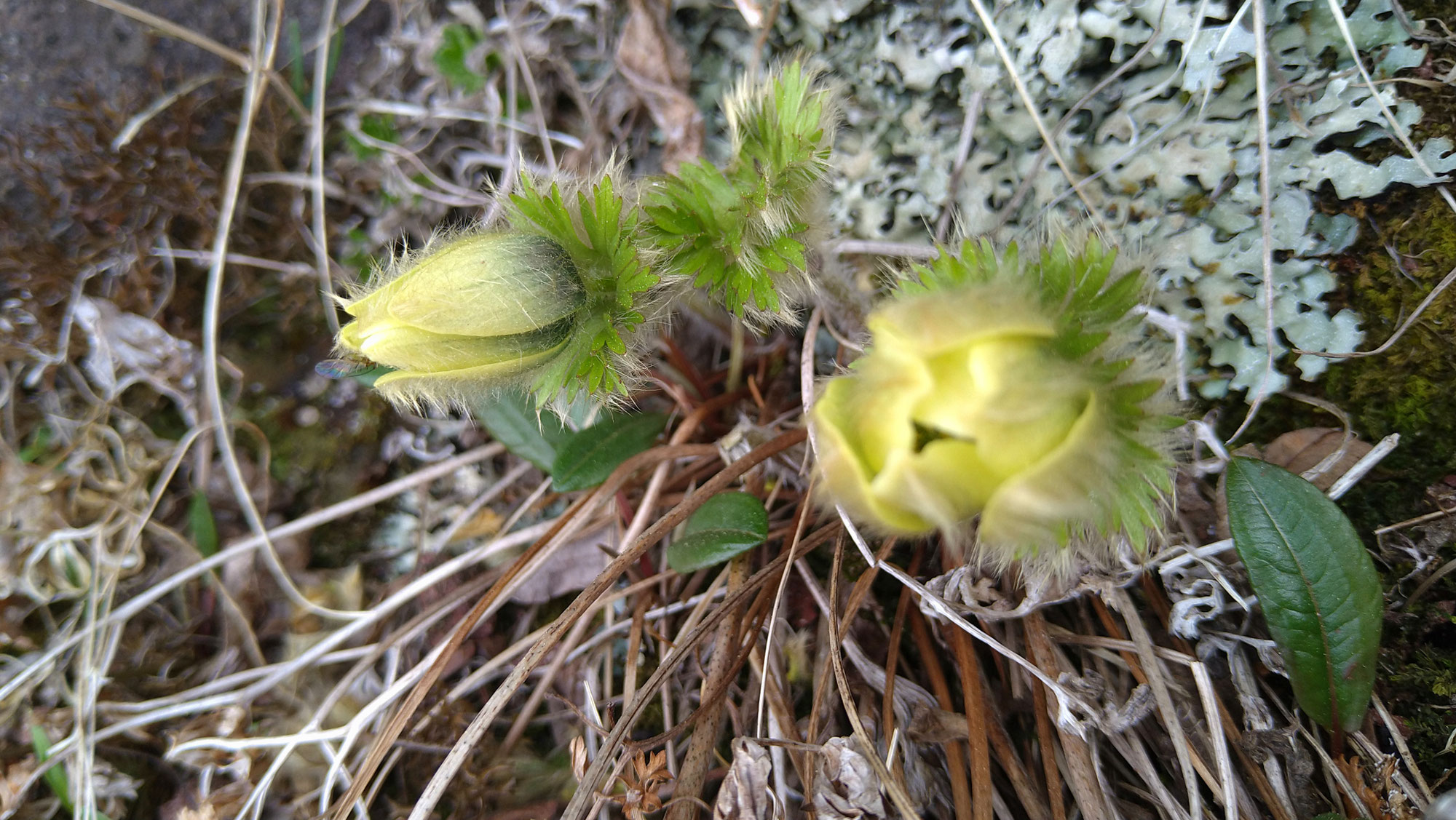 2026高山植物開花情報