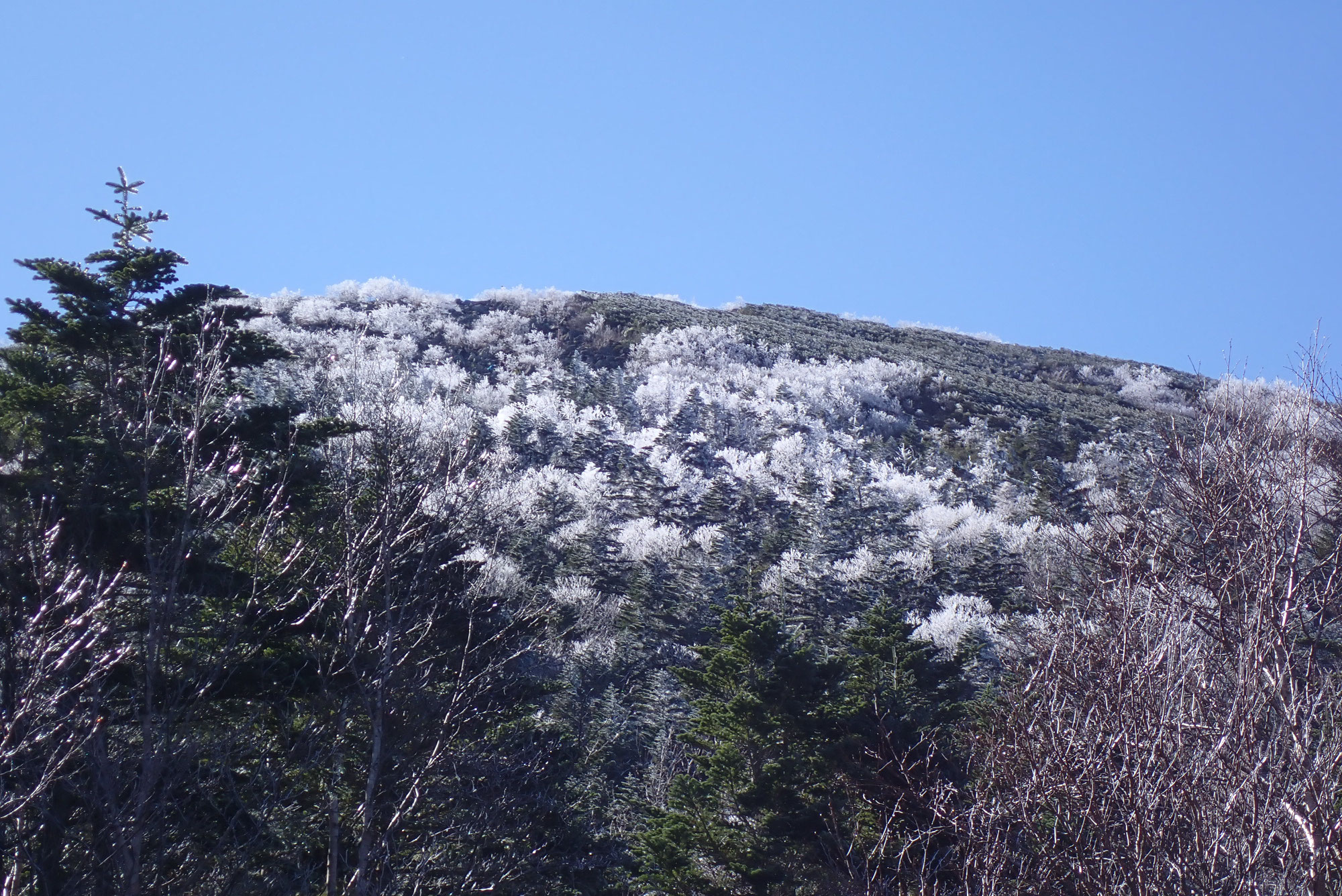 11月初旬の蓼科山で樹氷が見られました。