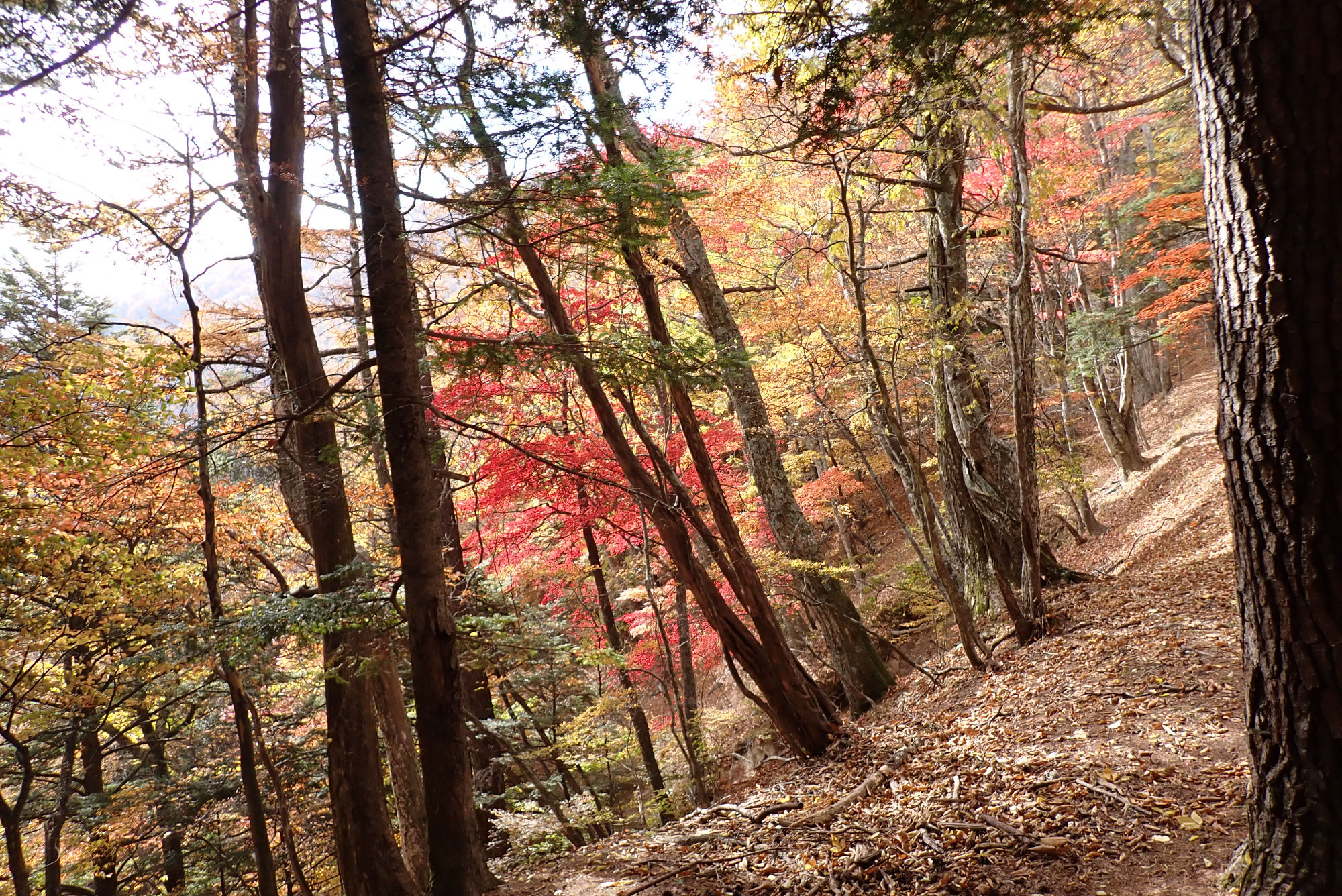 日向山読図登山2連戦