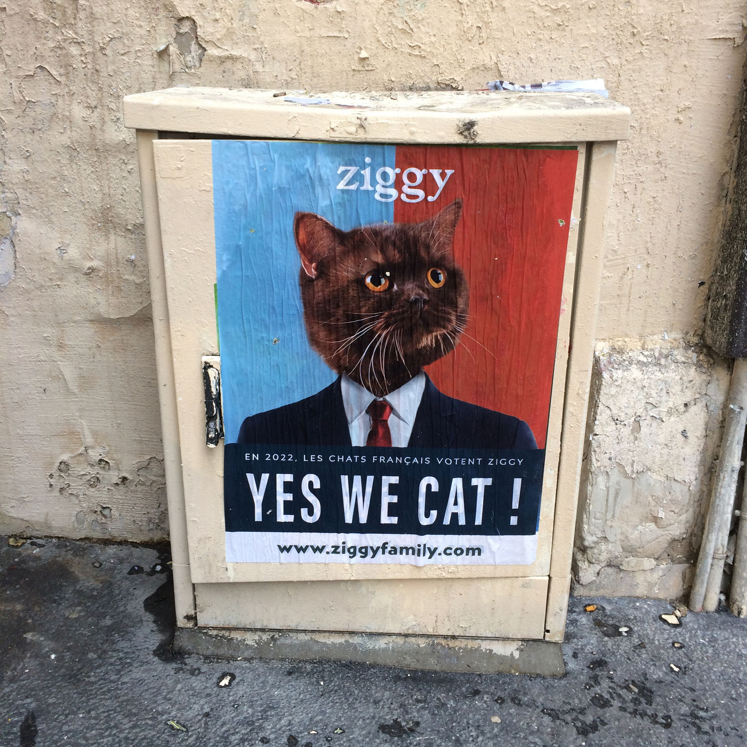 YES WE CAT?