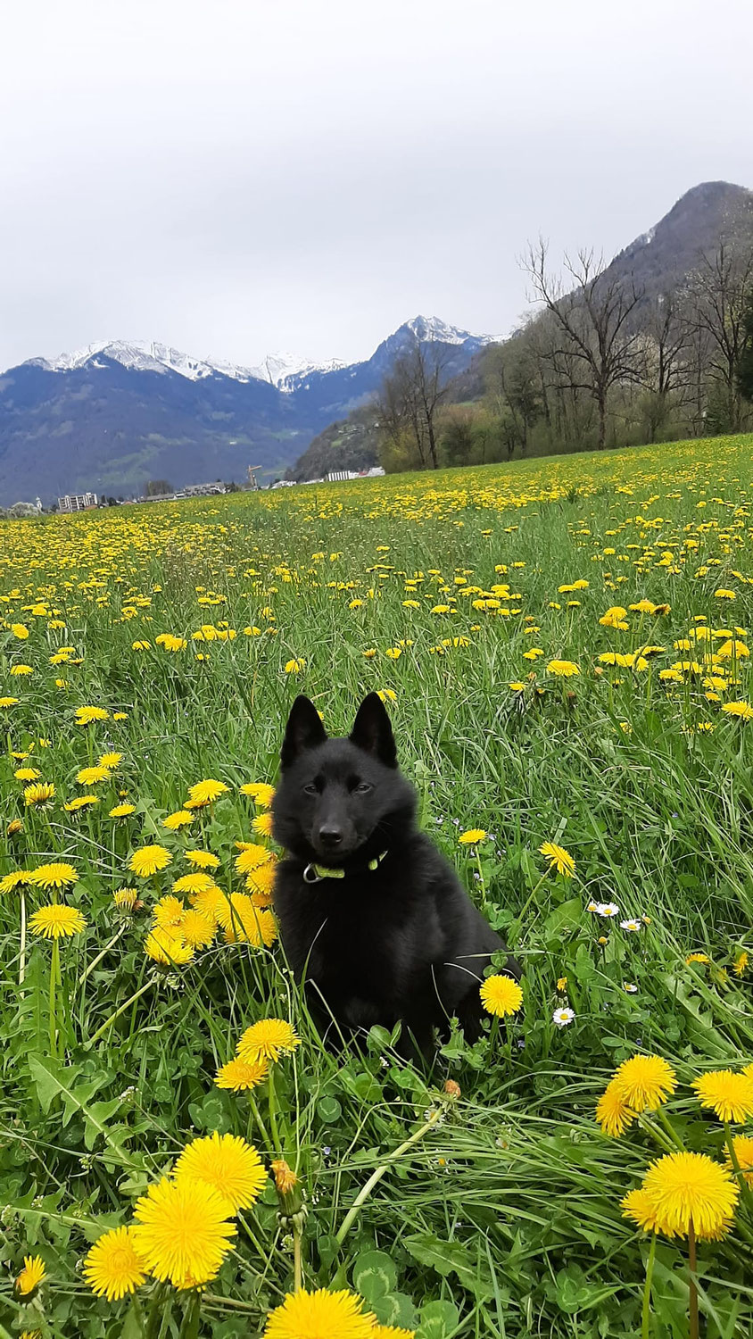 Sugus