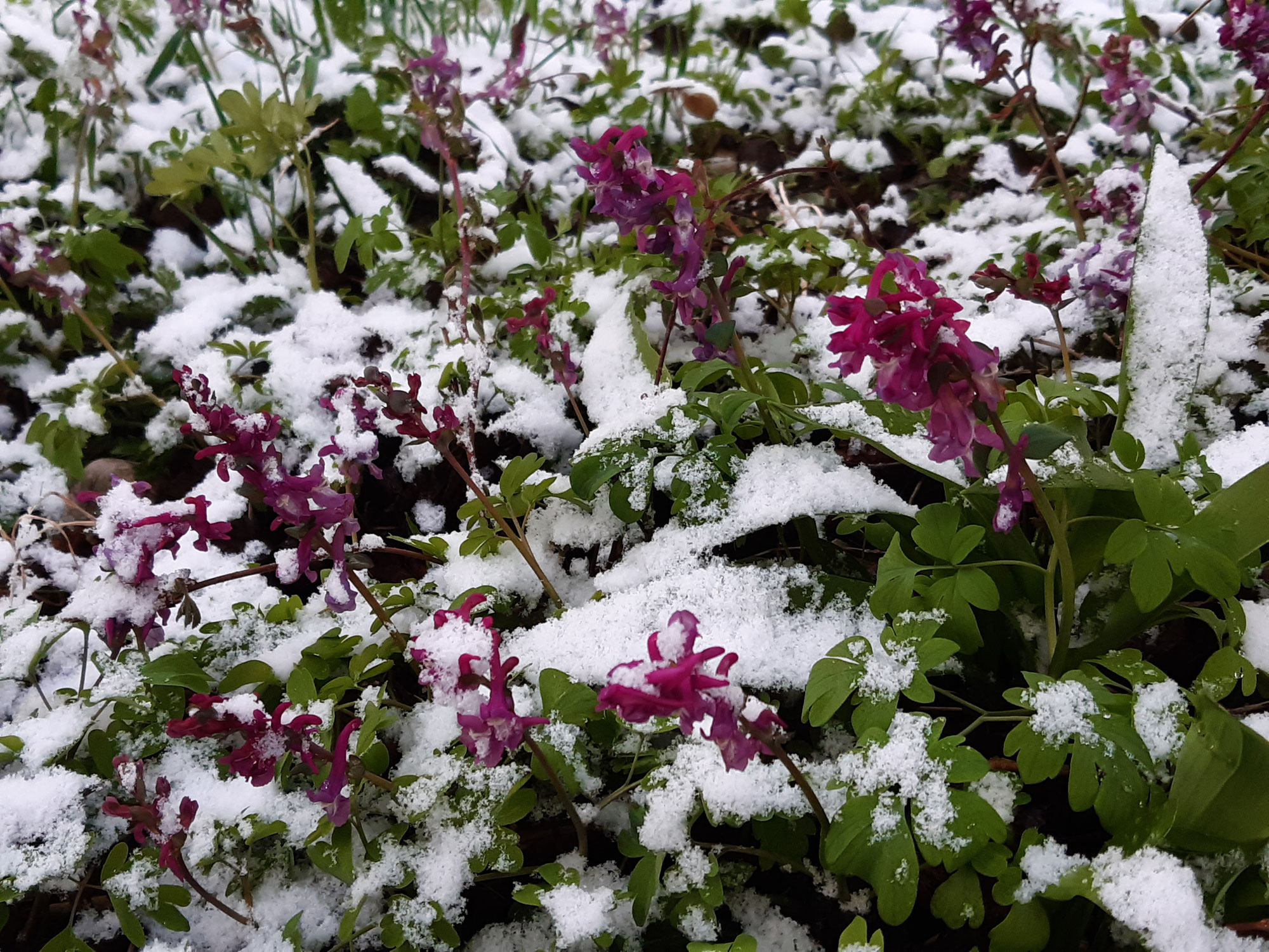 Frühlingserwachen mit Schnee