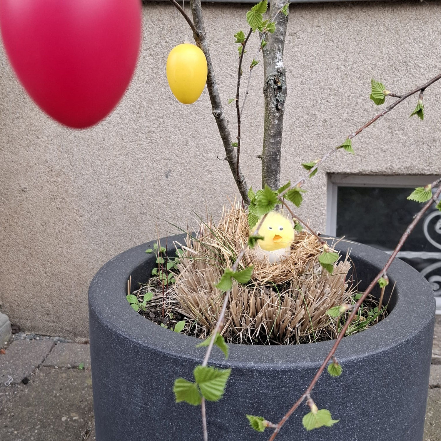 Has, Has, Osterhas...