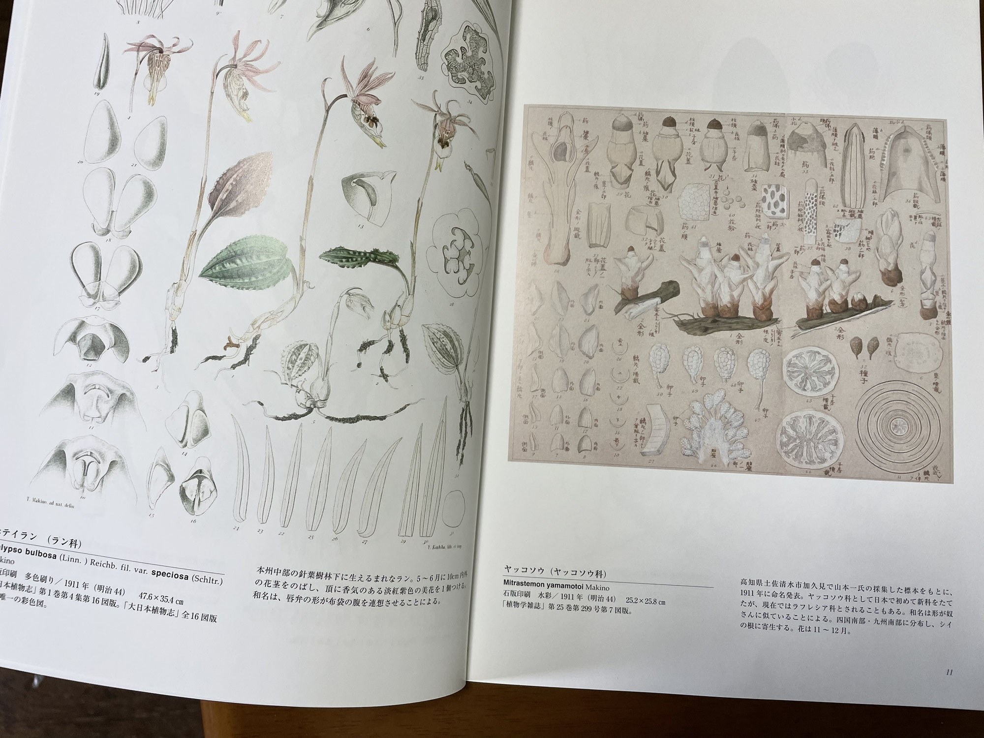 実は『牧野富太郎植物画集』を発行しています。20年を超えて 実は『牧野富太郎植物画集』を発行しています。20年を超えて