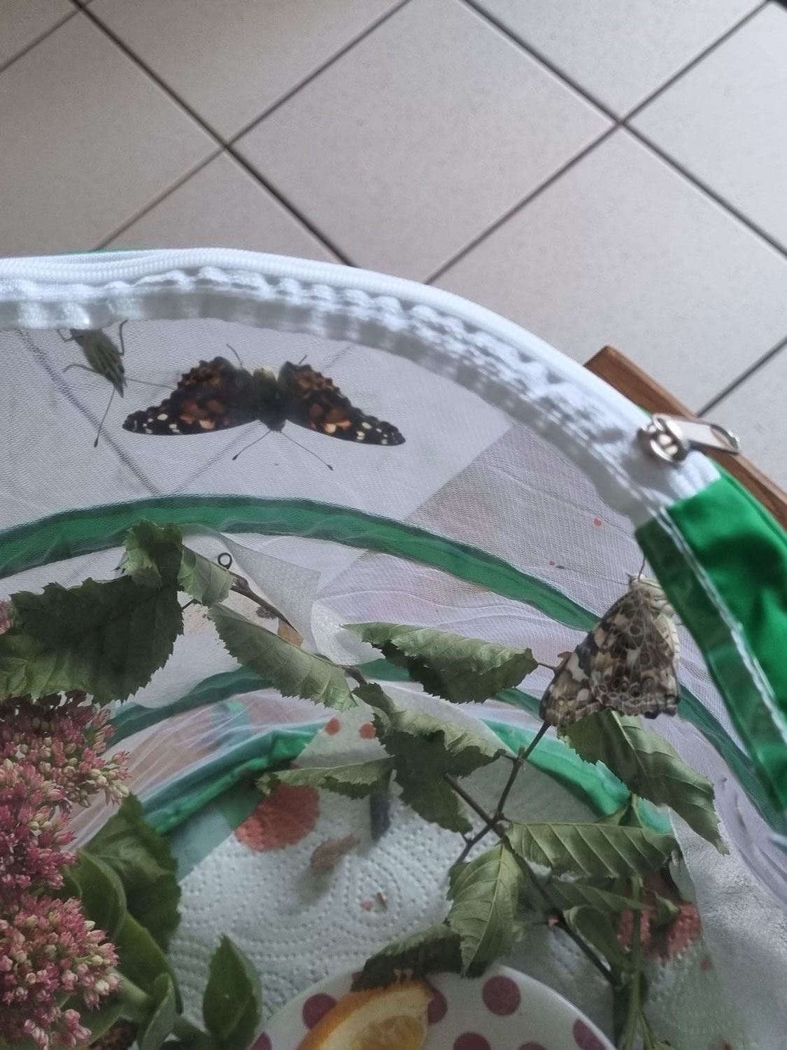 Schmetterlinge und Falter
