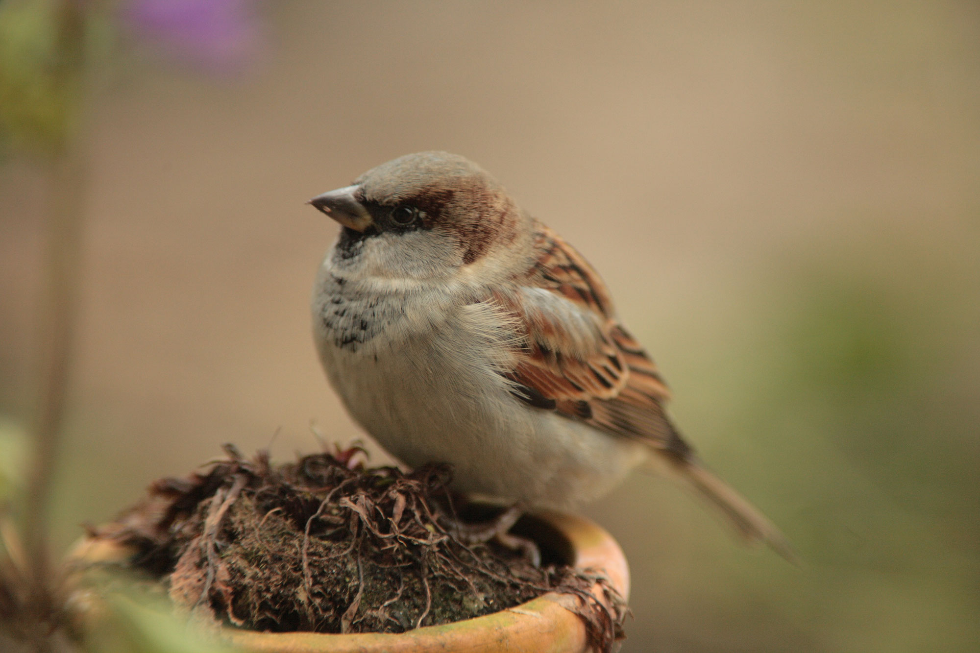 "Stunde der Gartenvögel": Finken-Freude und Spatzen-Sorgen