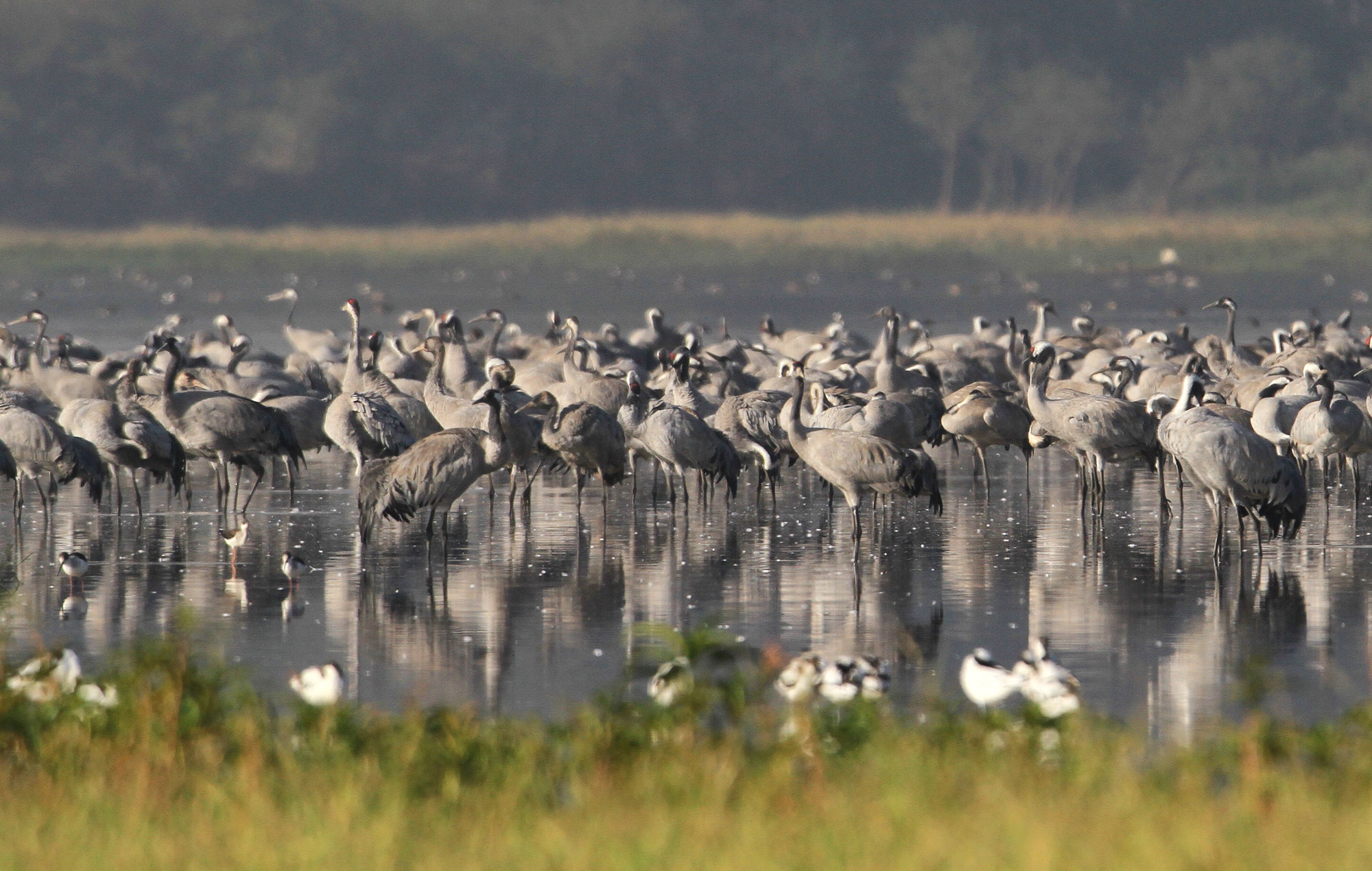 Vogelinfluenza tötet Kraniche und Wasservögel