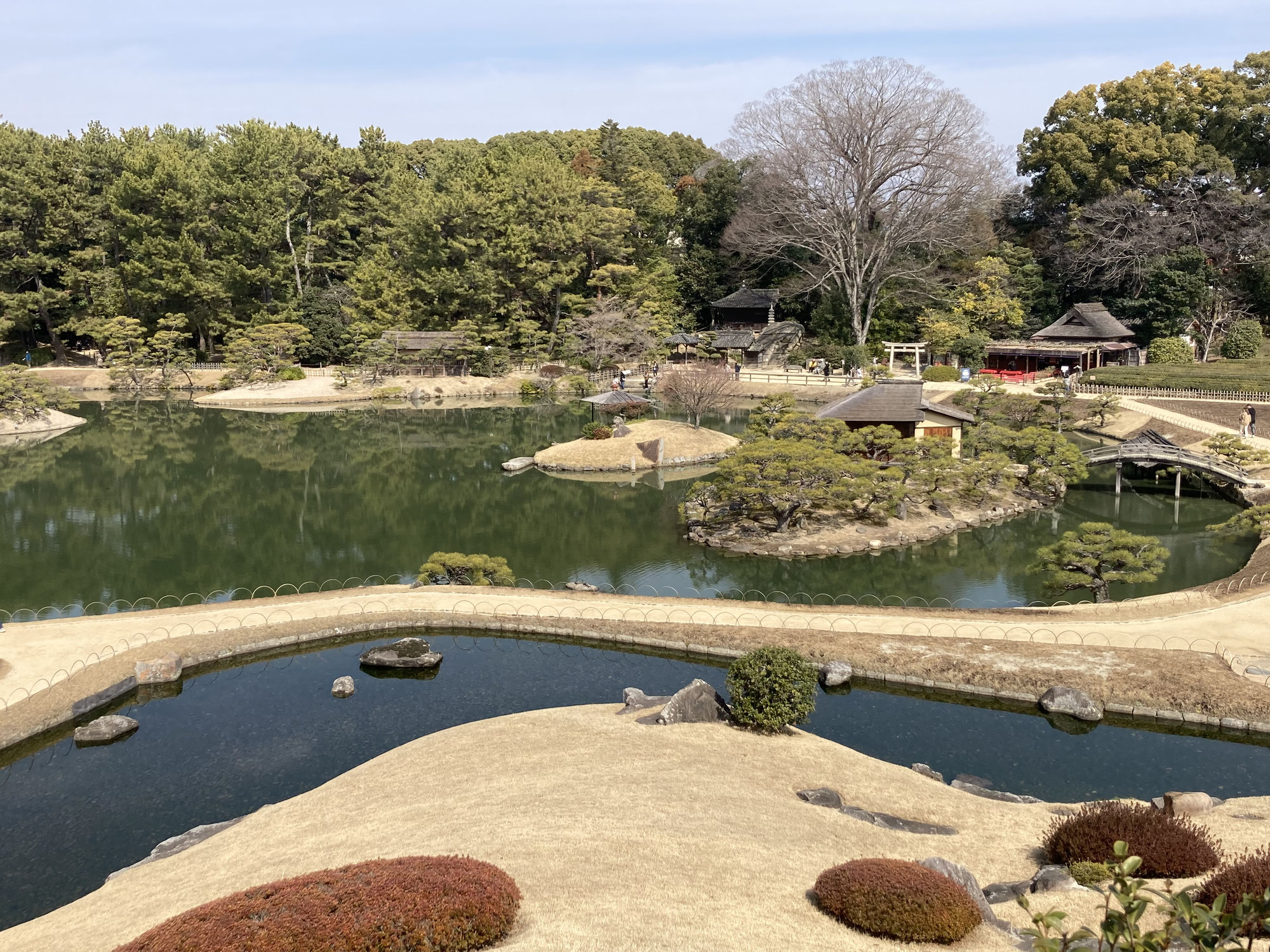 のんびりお散歩と梅の花