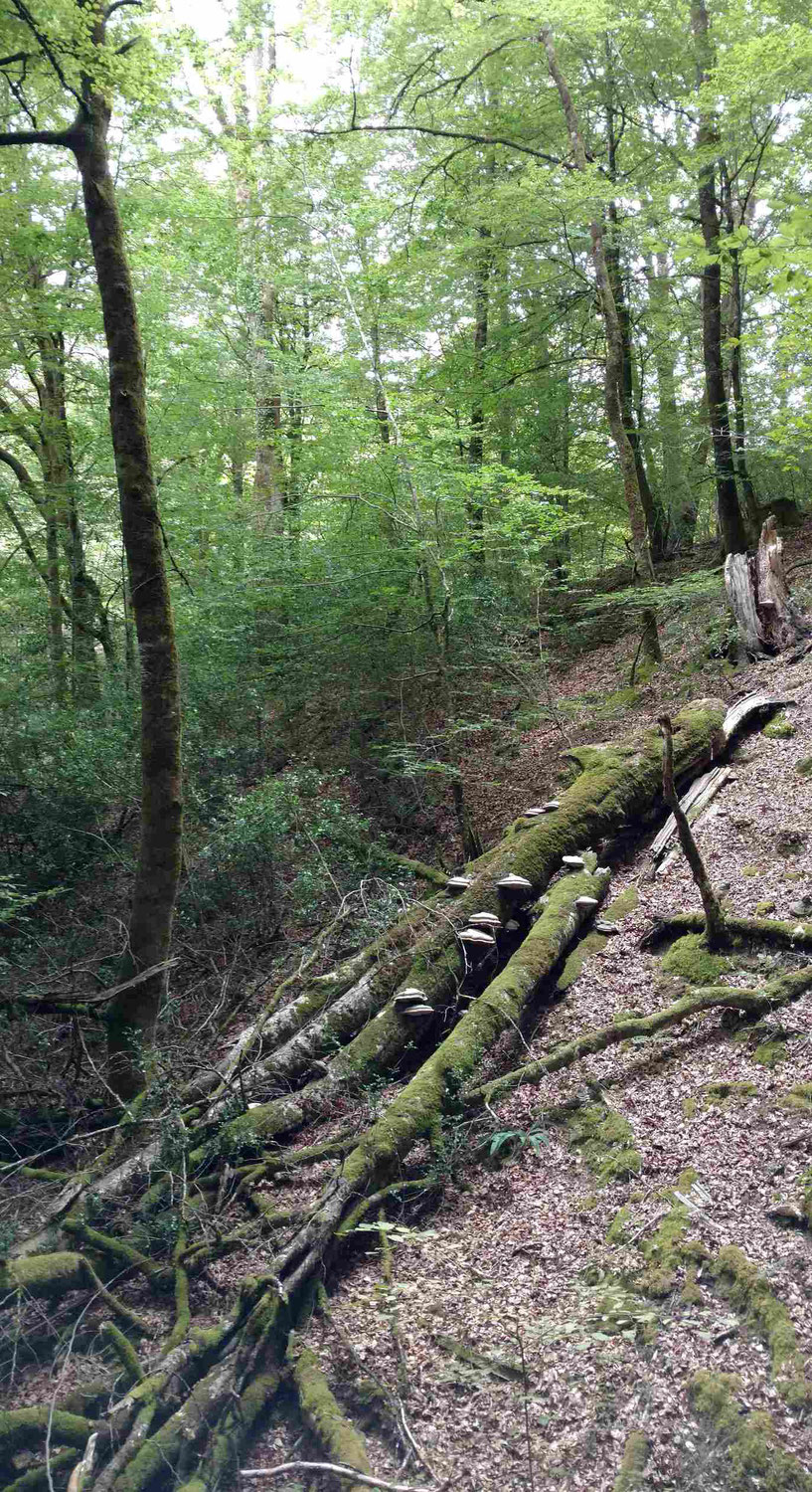 Avenir Forêt signe un contrat Natura 2000 dans les gorges de la Dordogne