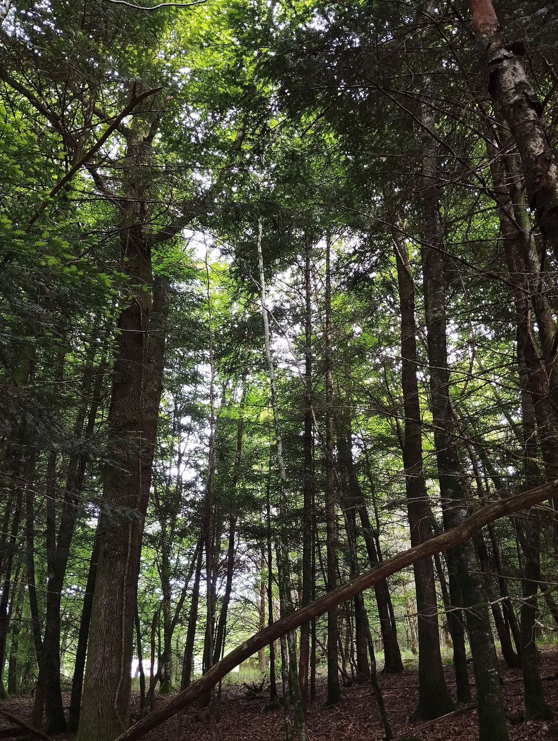 Avenir Forêt acquiert son 38ème massif forestier avec 44 ha à Saint-Martin-la-Méanne en Corrèze