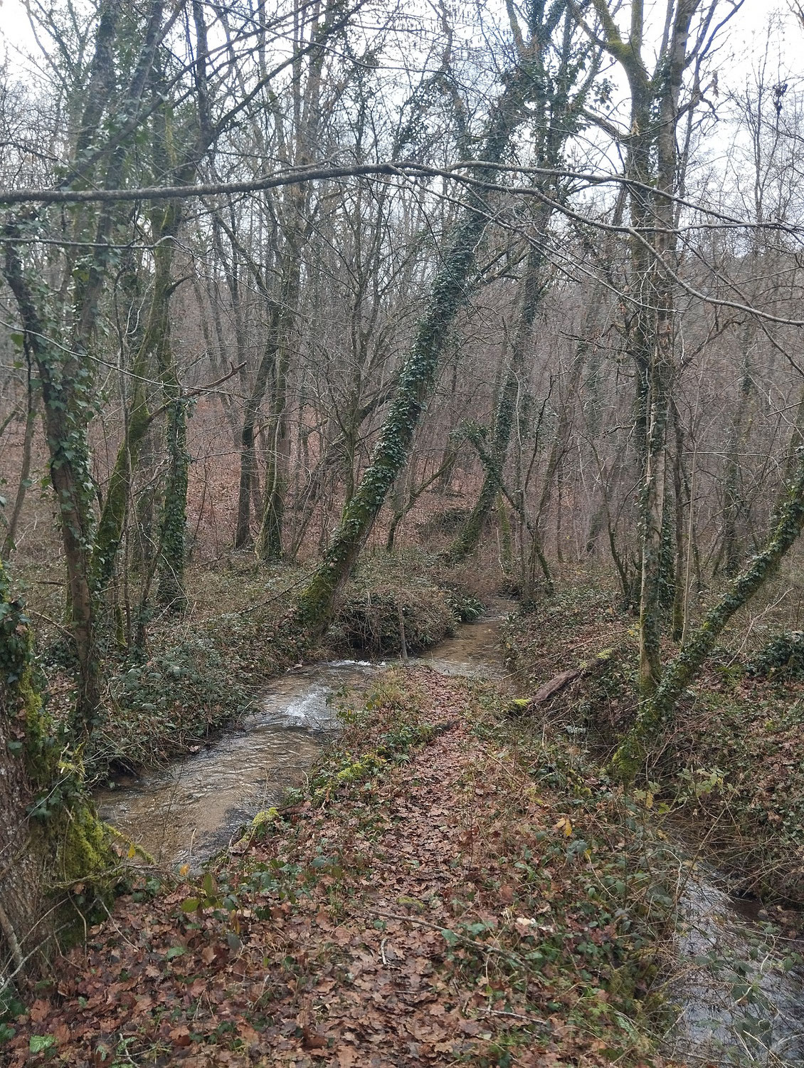 Avenir Forêt acquiert son 40ème massif forestier avec 20 ha à Le Vigan dans le Lot