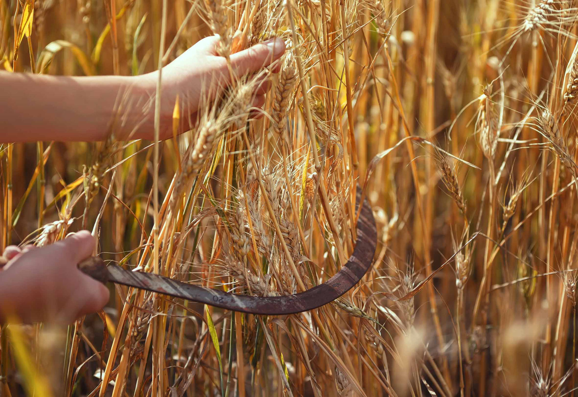 Schnitterfest, Lammas oder Lughnasadh