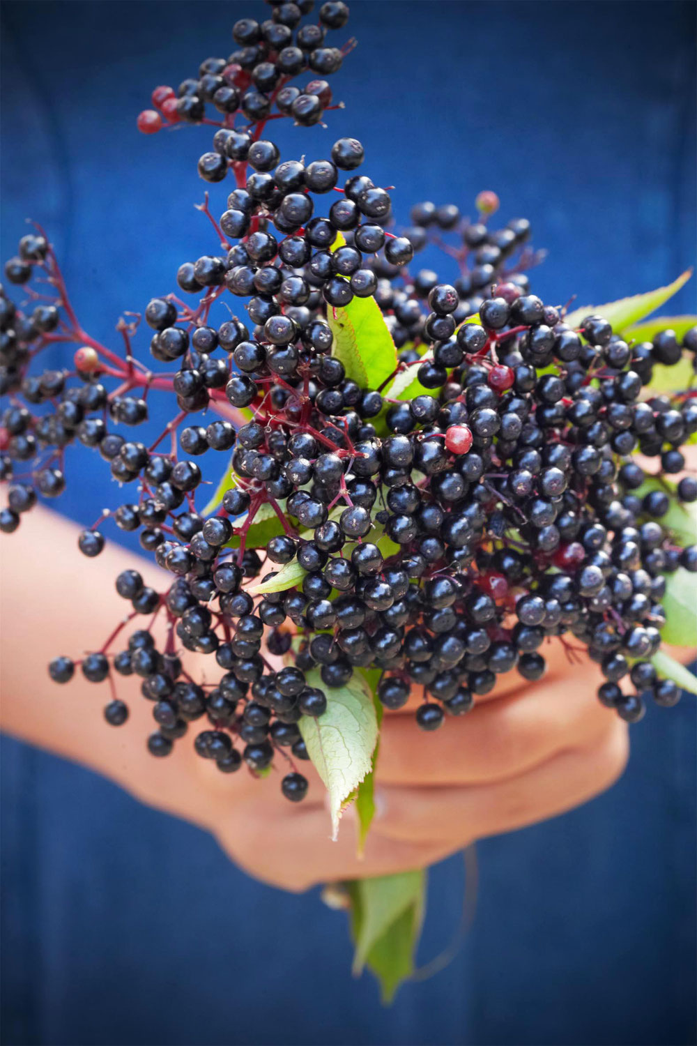 Holunderbeer-Apfel-Saft-und -Gelee