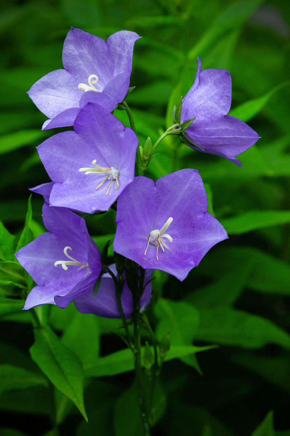 Die Glöckchen läuten - Glockenblume und Hasenglöckchen