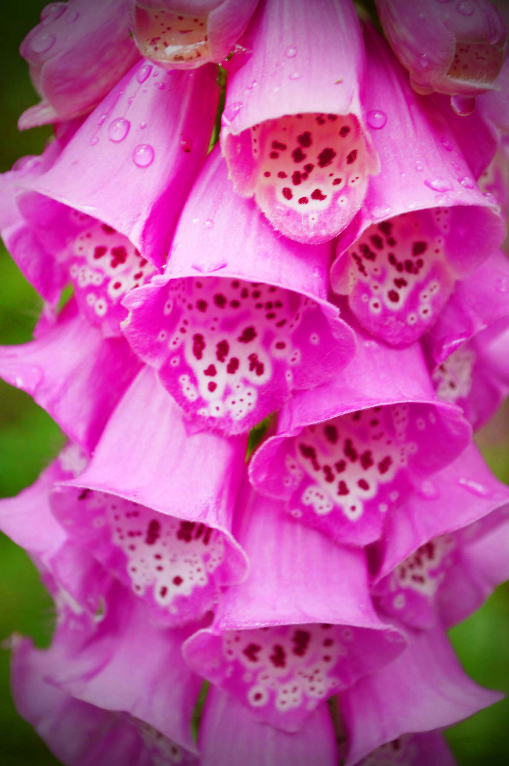 Der Fingerhut oder die Fuchshandschuhe