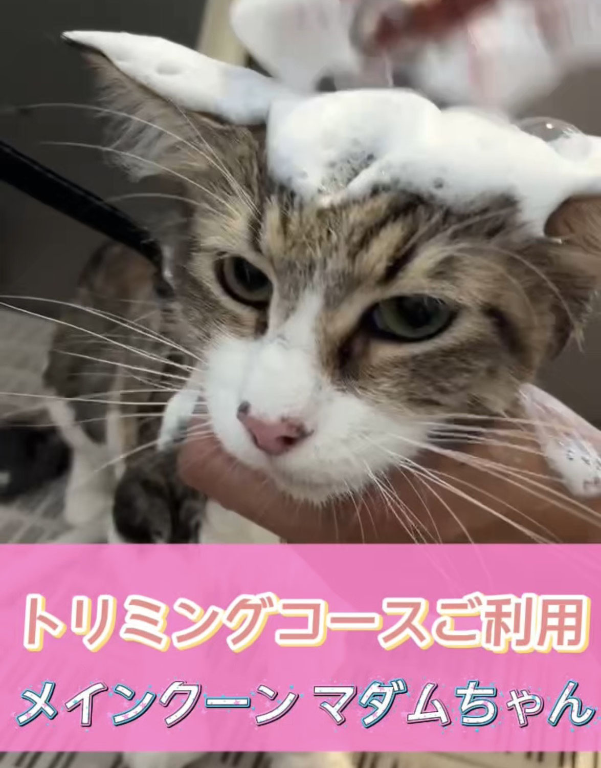 マダムちゃん☆彡トリミングコースご利用