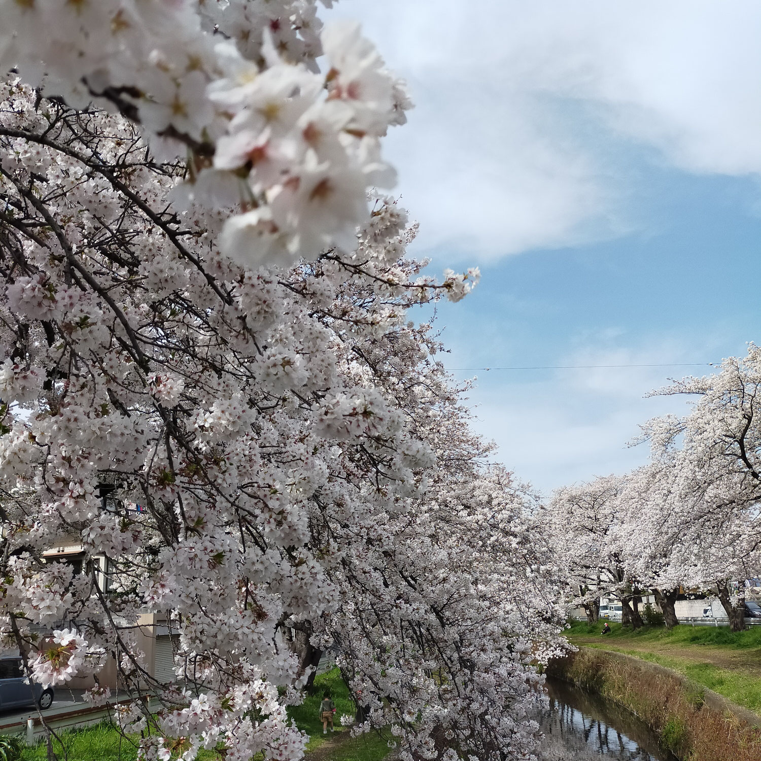 桜ヶ丘の千本桜を観に散策してきました