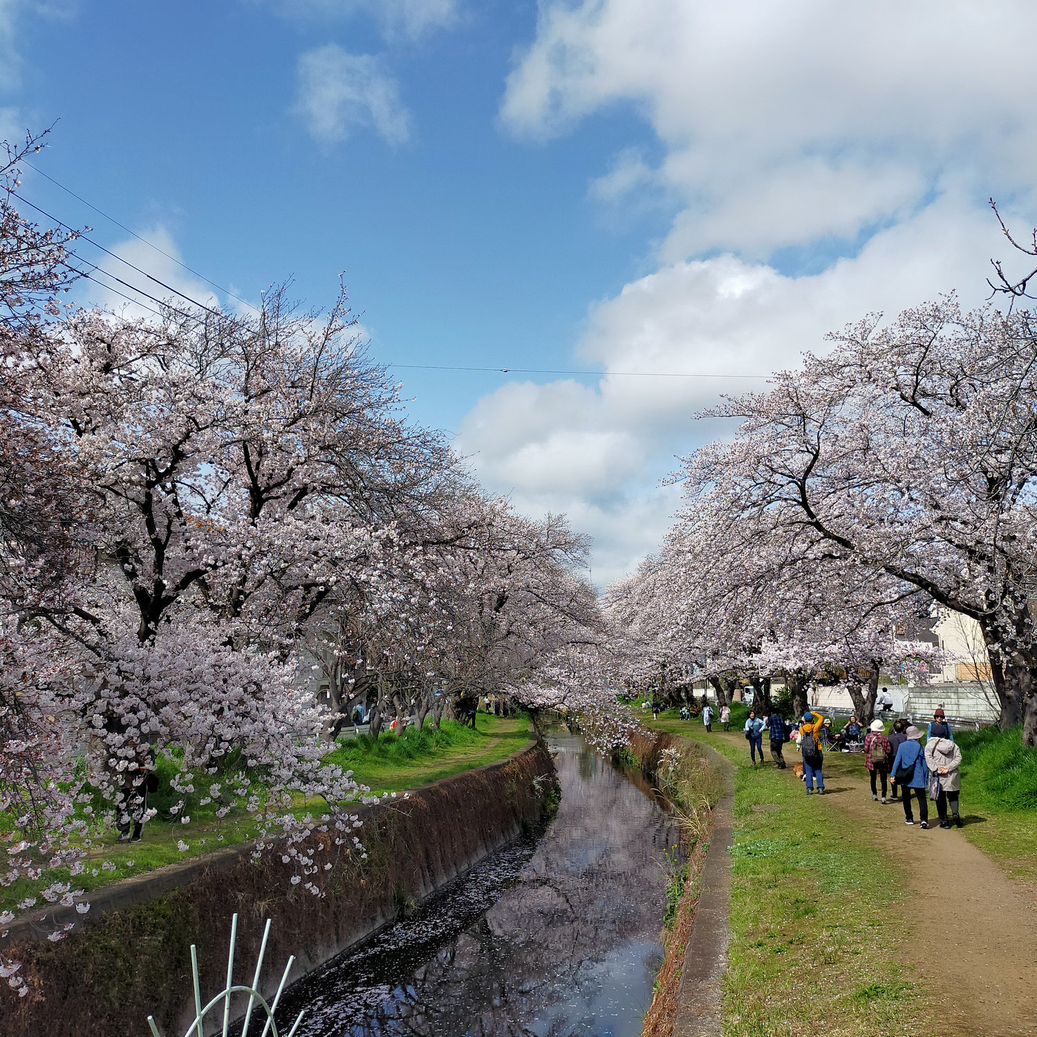 今年も桜ヶ丘の千本桜でお花見