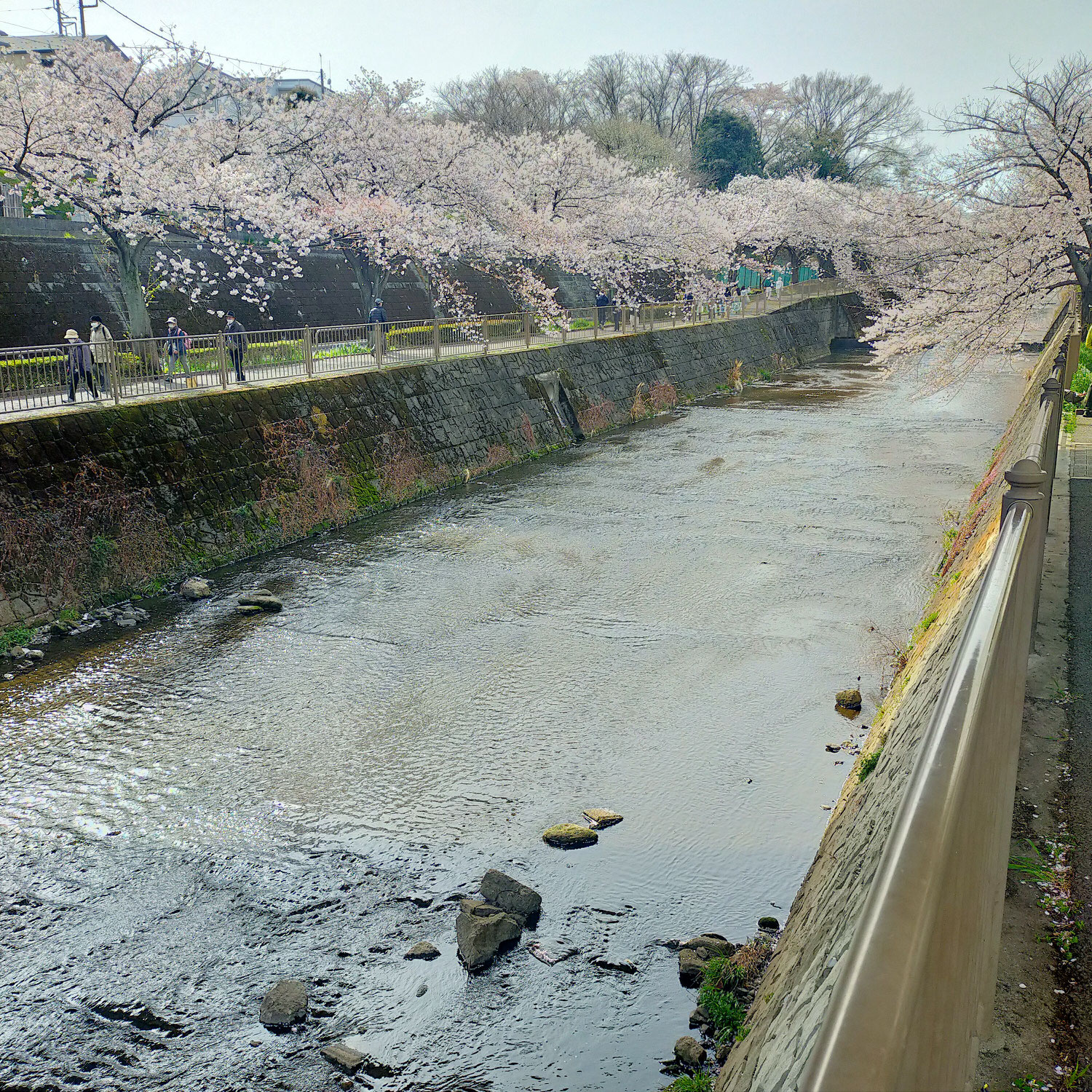 恩田川の桜を観に散策してきました