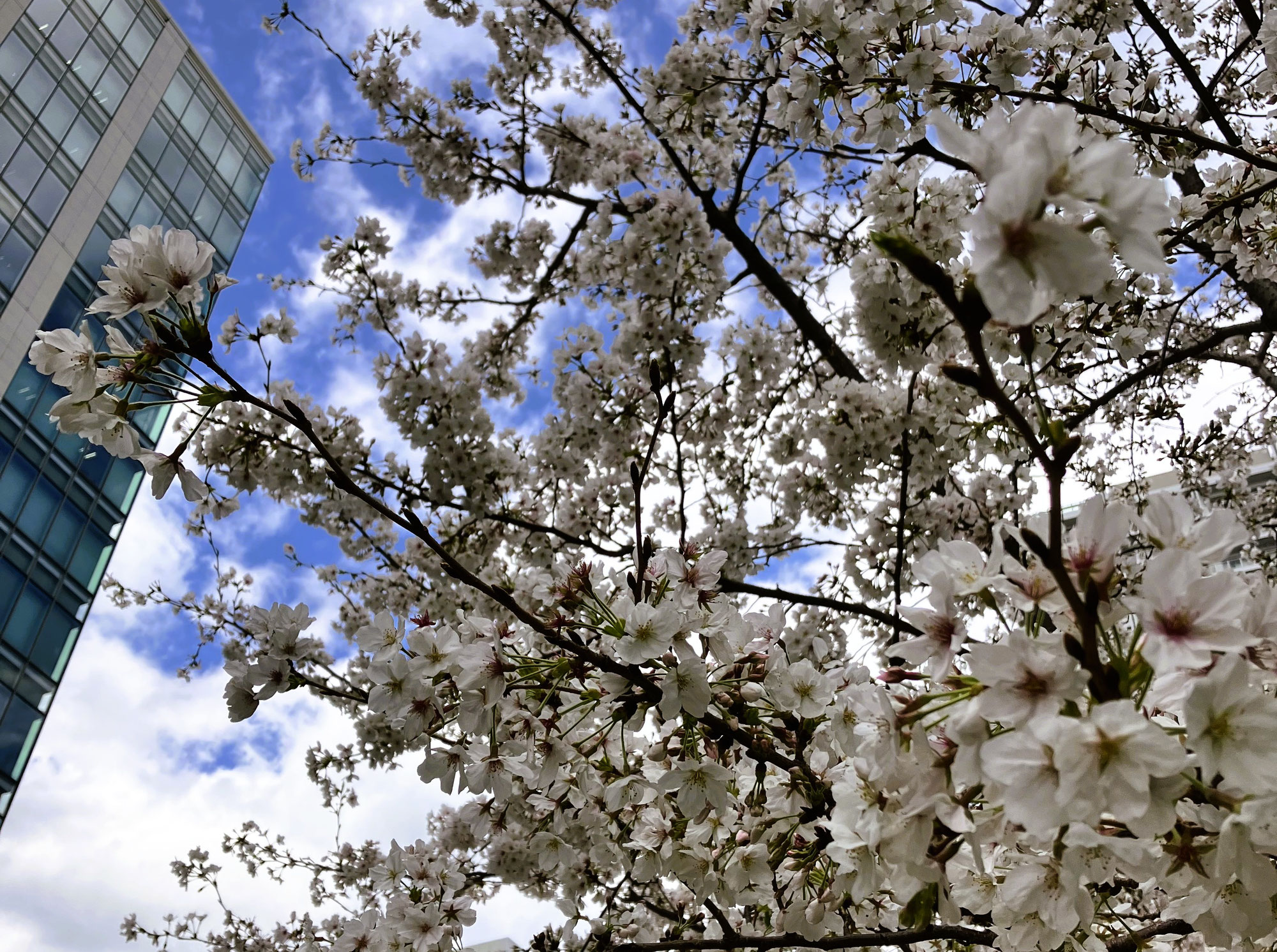 心に染みいる桜色。咲かせ、笑顔の花を