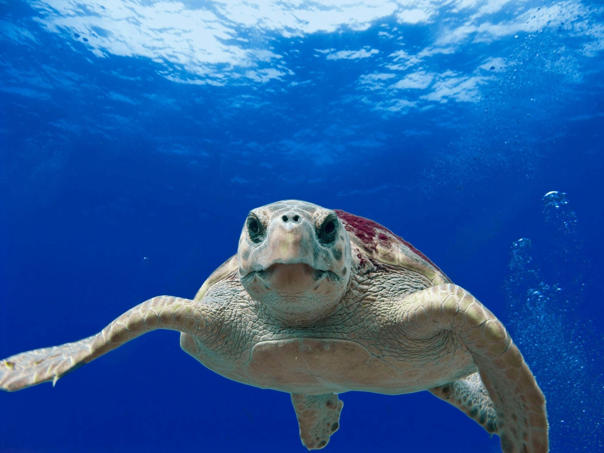 Entrevista Especial en Cybercast - Conservación de las Tortugas en Panamá Oeste
