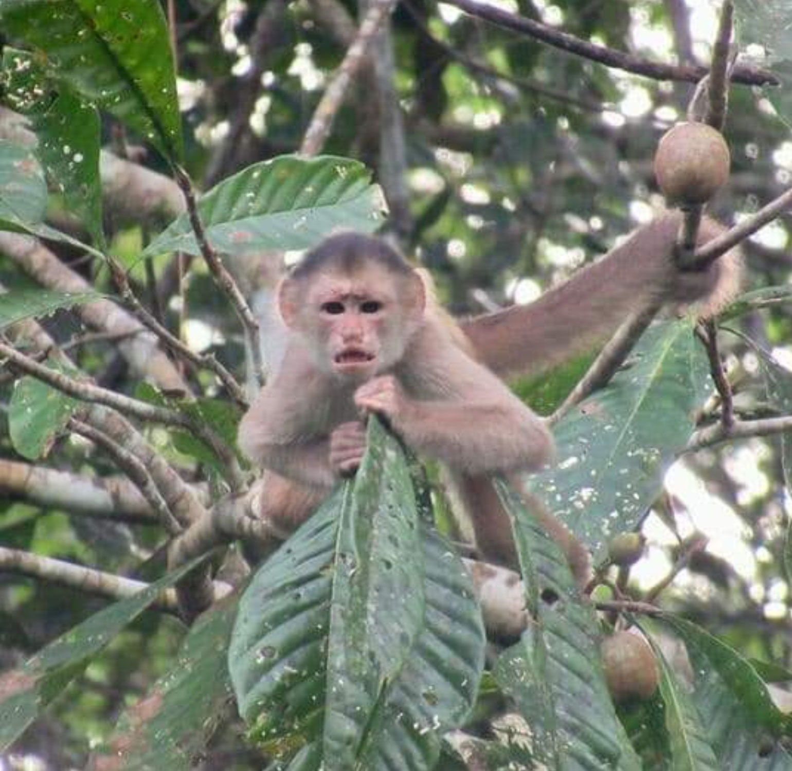 Tiere in Ecuador