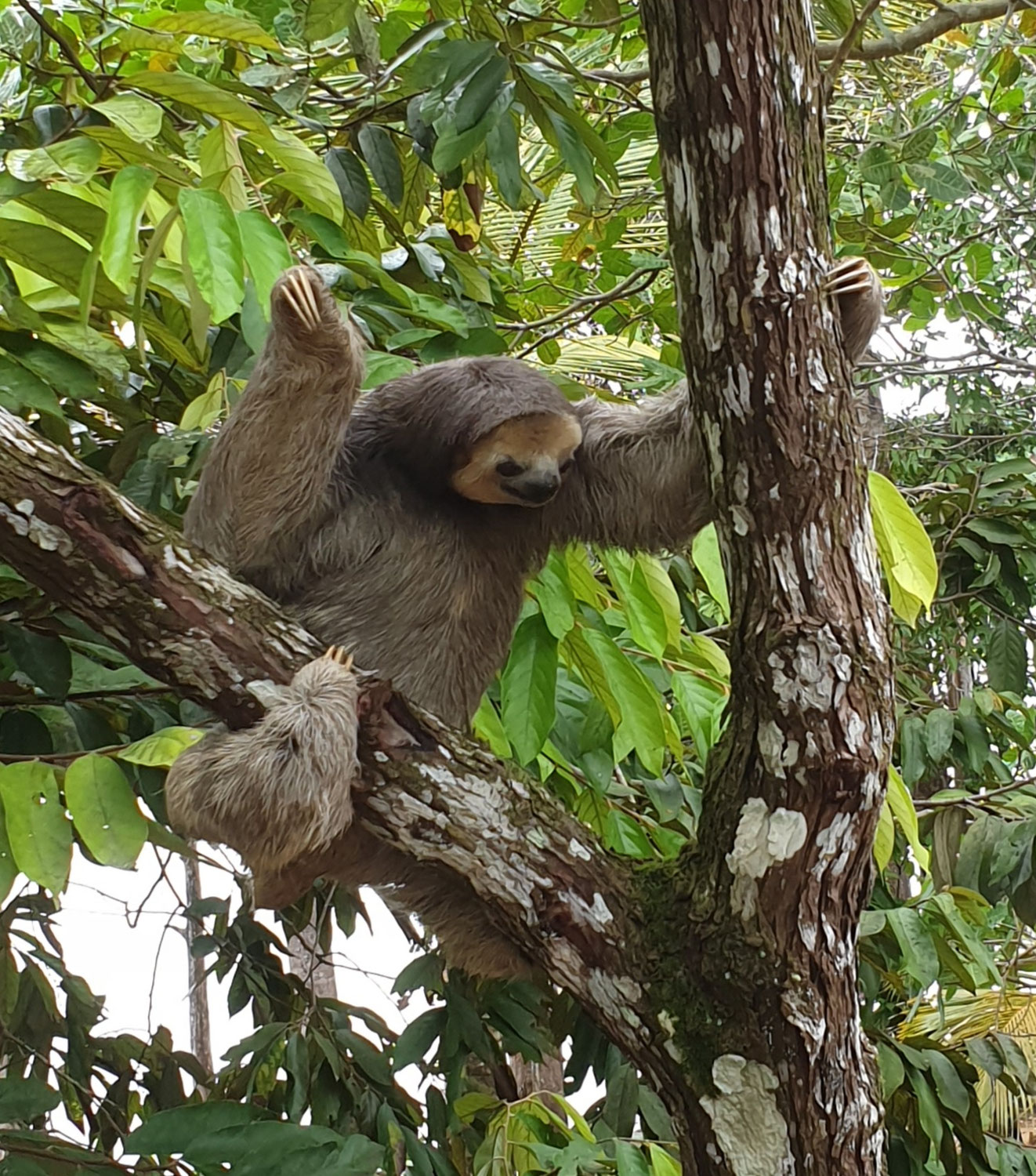 Tiere in Surinam
