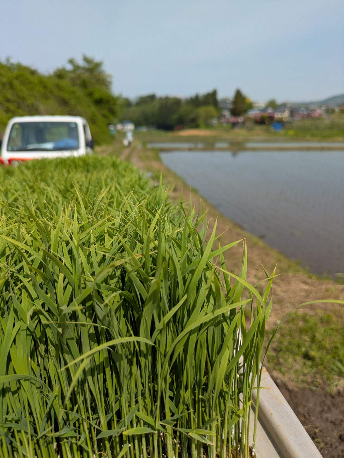 2025年も田植え