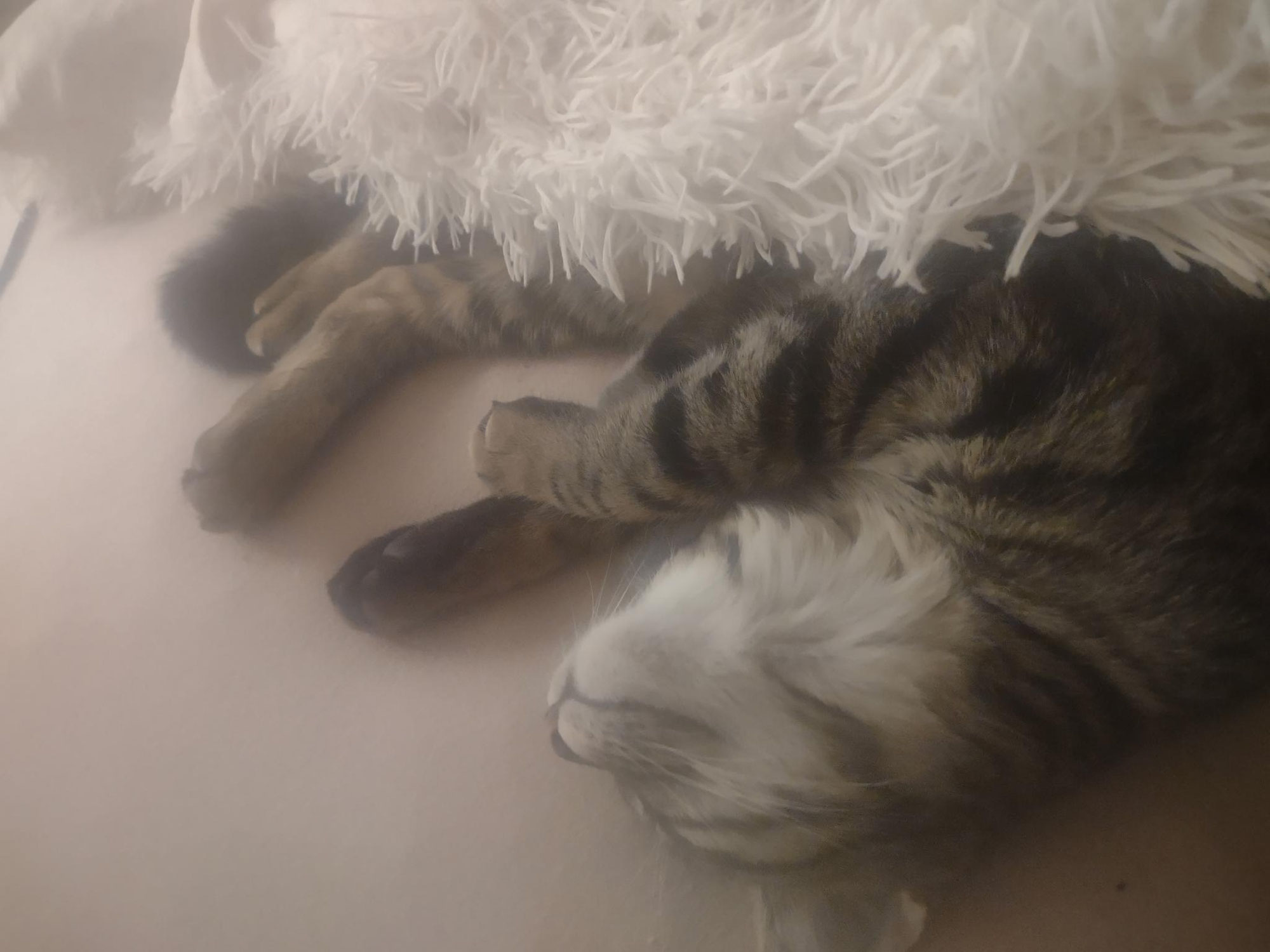 Neues von Kleo
