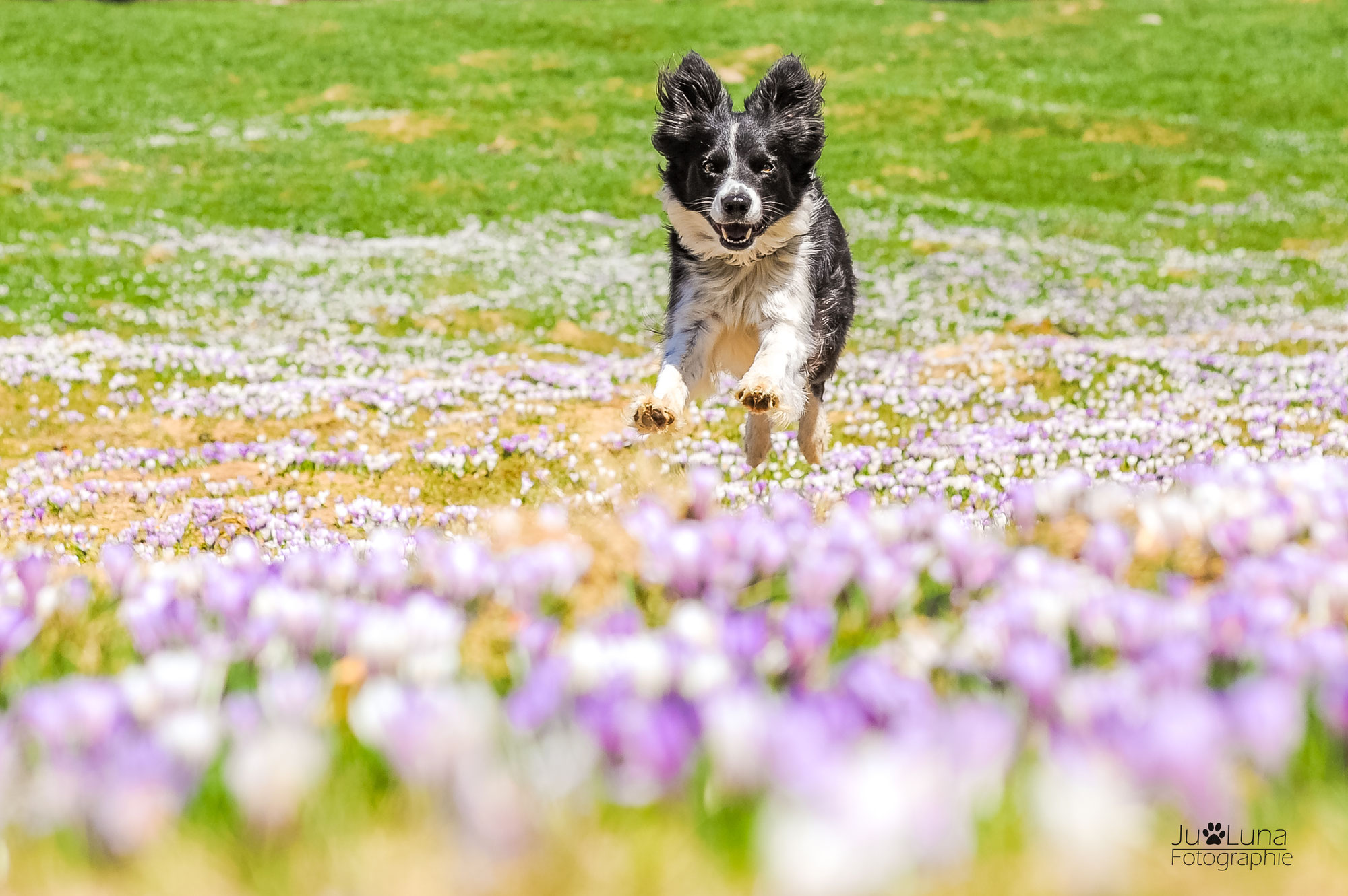 Die Krokusse in Mölten