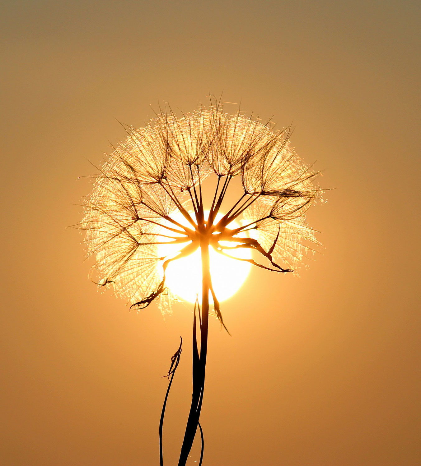 Espoirs De Plénitude