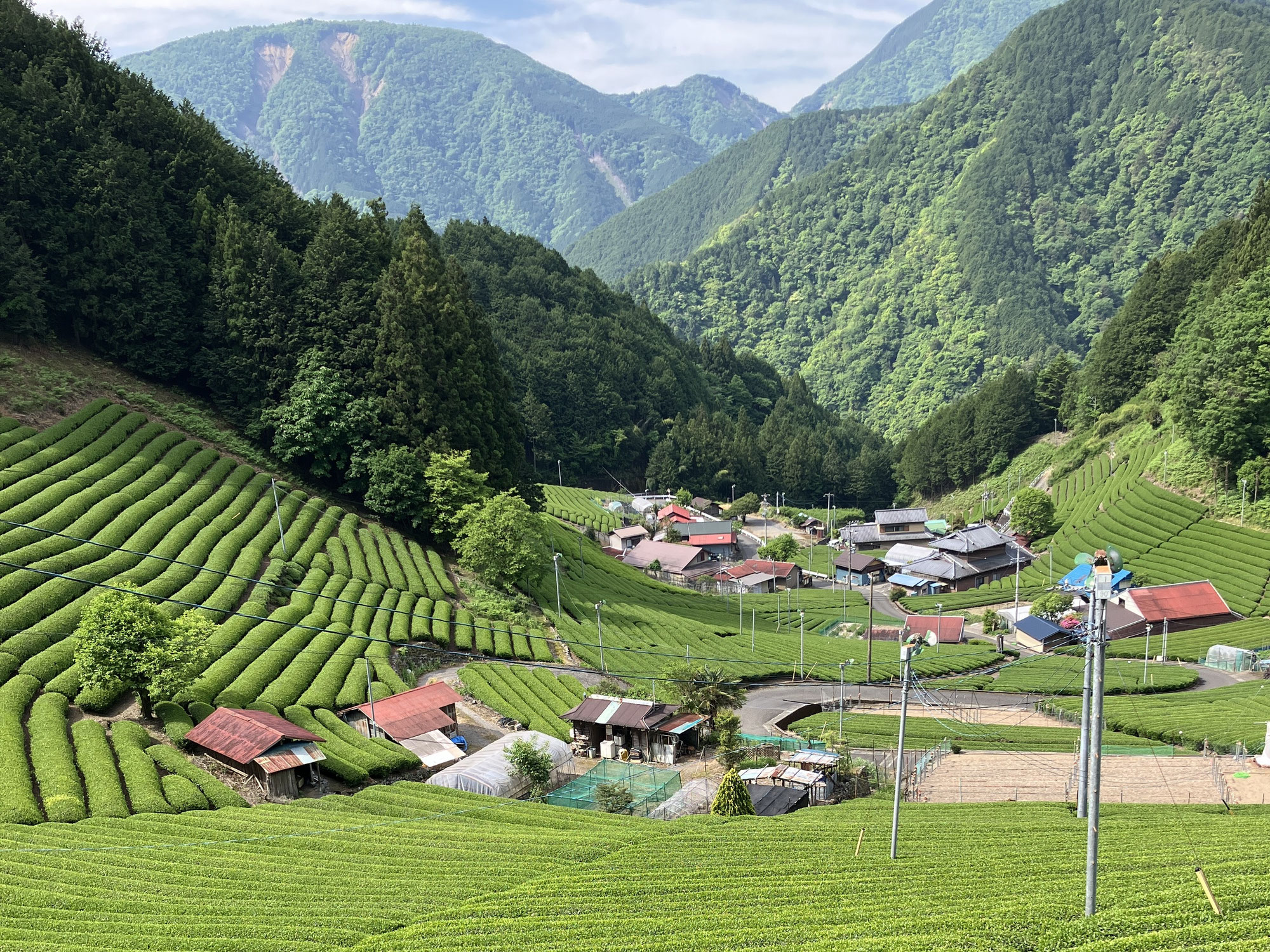Keeping Shizuoka's Tea Culture Alive: Lessons from Two Tea Harvest Experiences