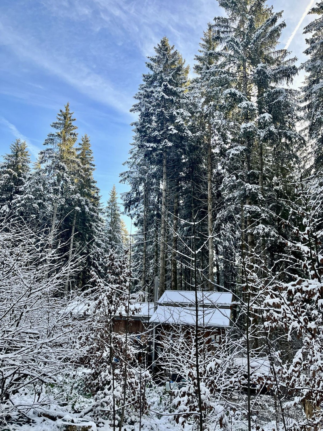 Der erste Schnee im Wald