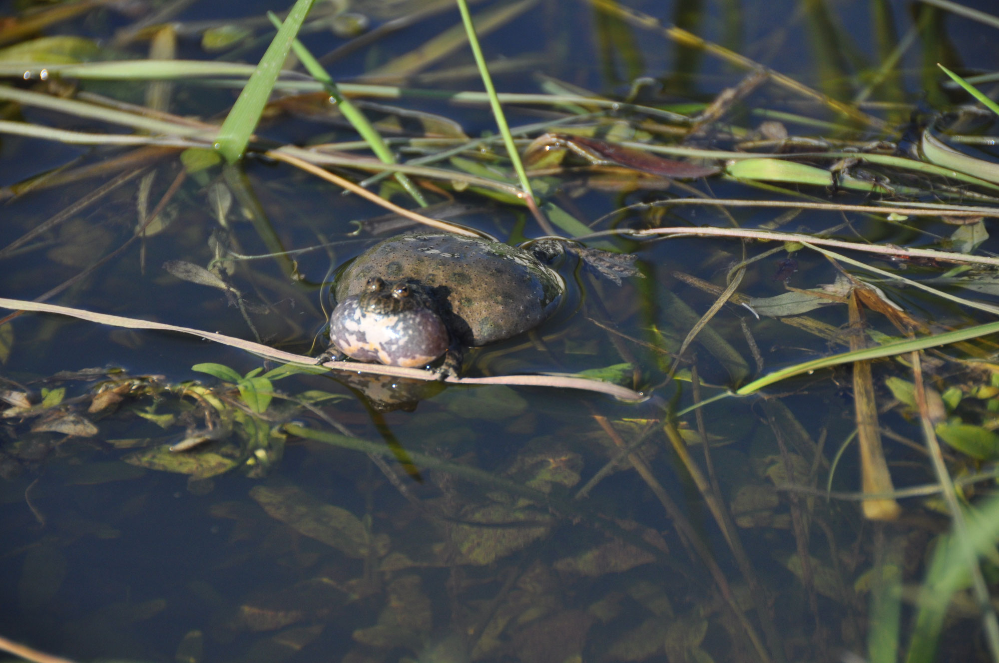Haverlahwiese Ein EUAmphibienprojekt des NABU Niedersachsen