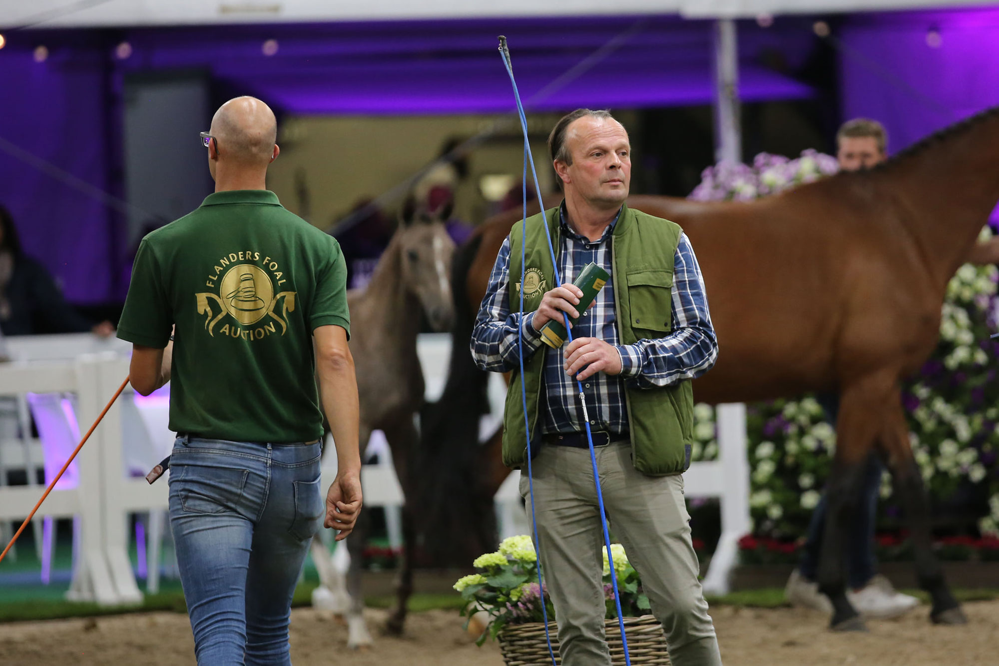 How do you best prepare a foal for the auction?