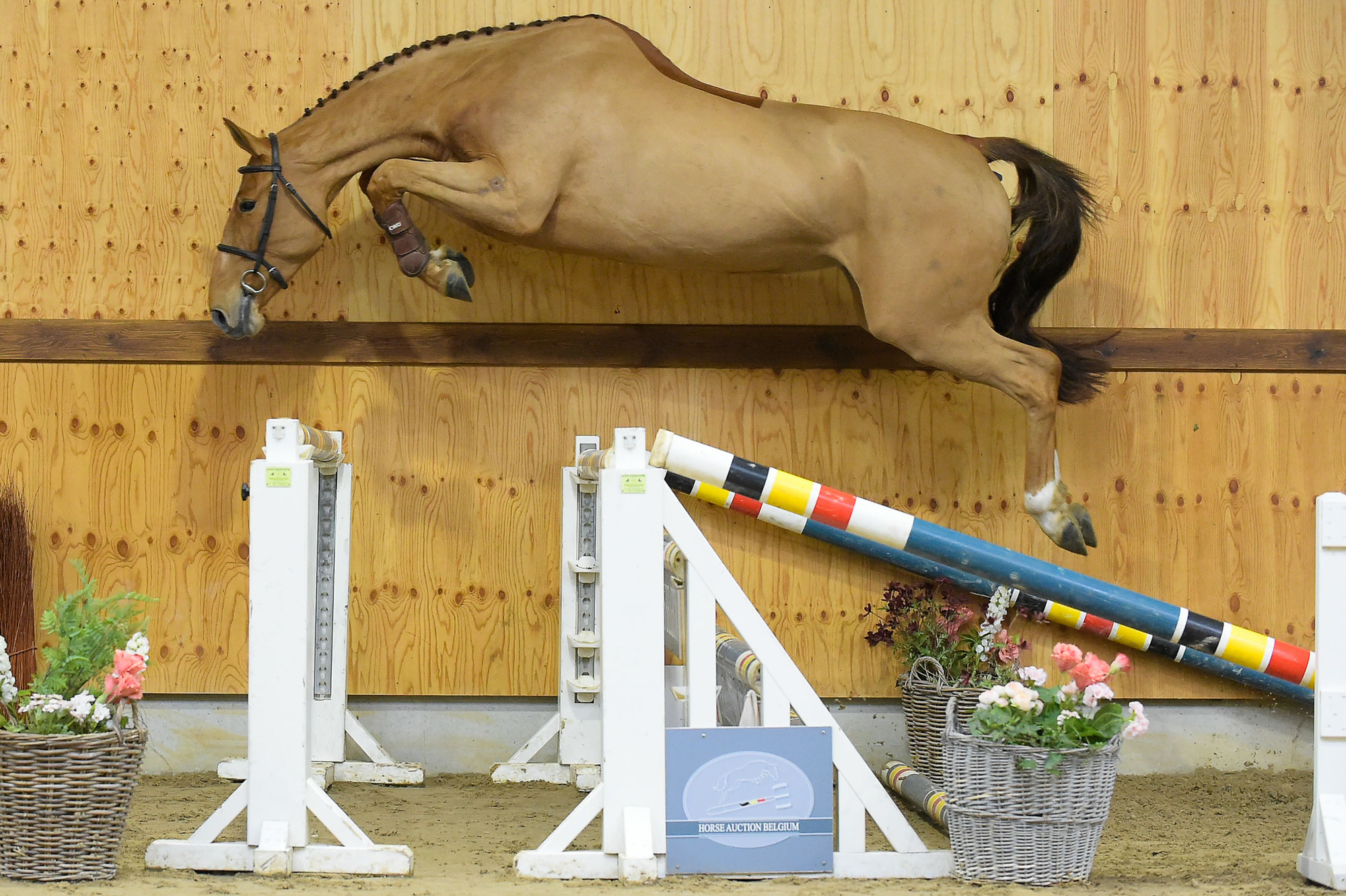 How to prepare your showjumping horse for an auction?