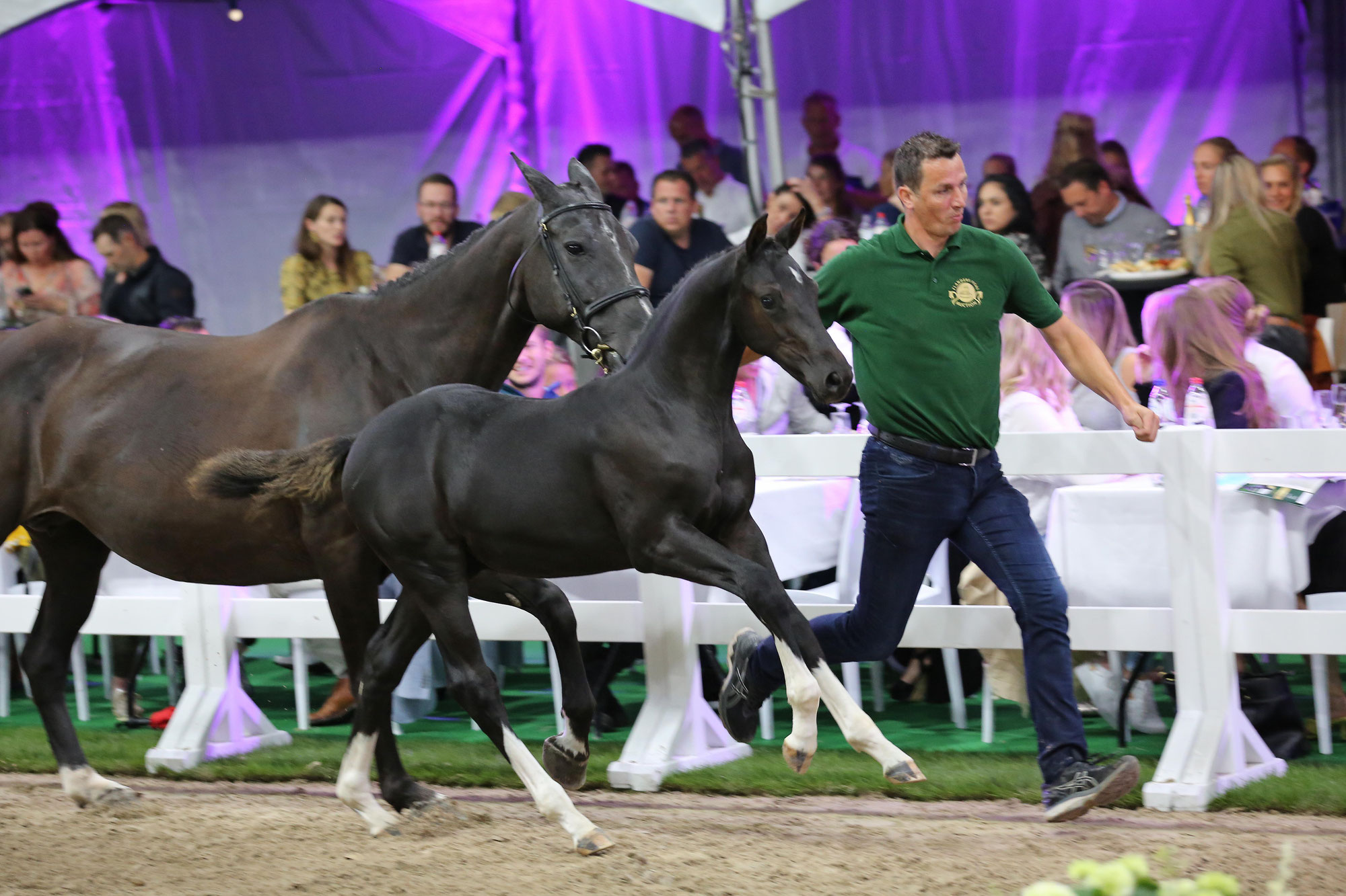 Handler Dirkjan Leeuwis: “Surrogate mares can run you off your feet”