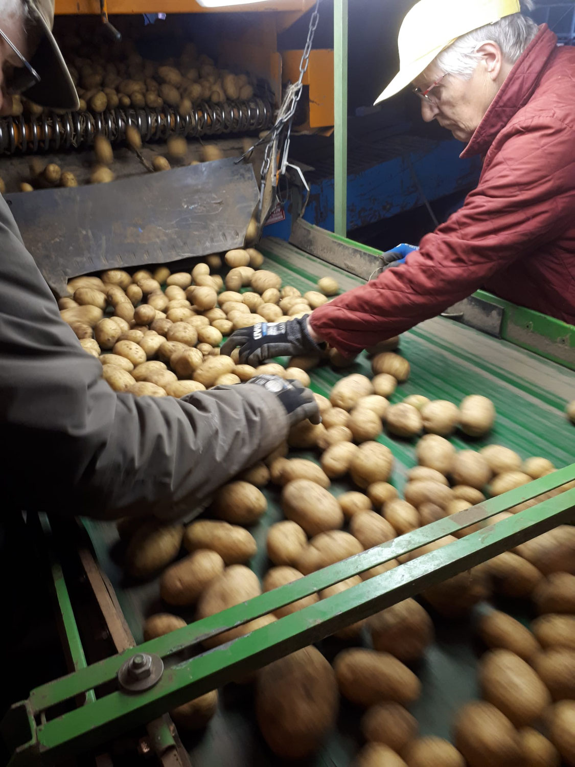 Kartoffeln, Kartoffeln, Kartoffeln...