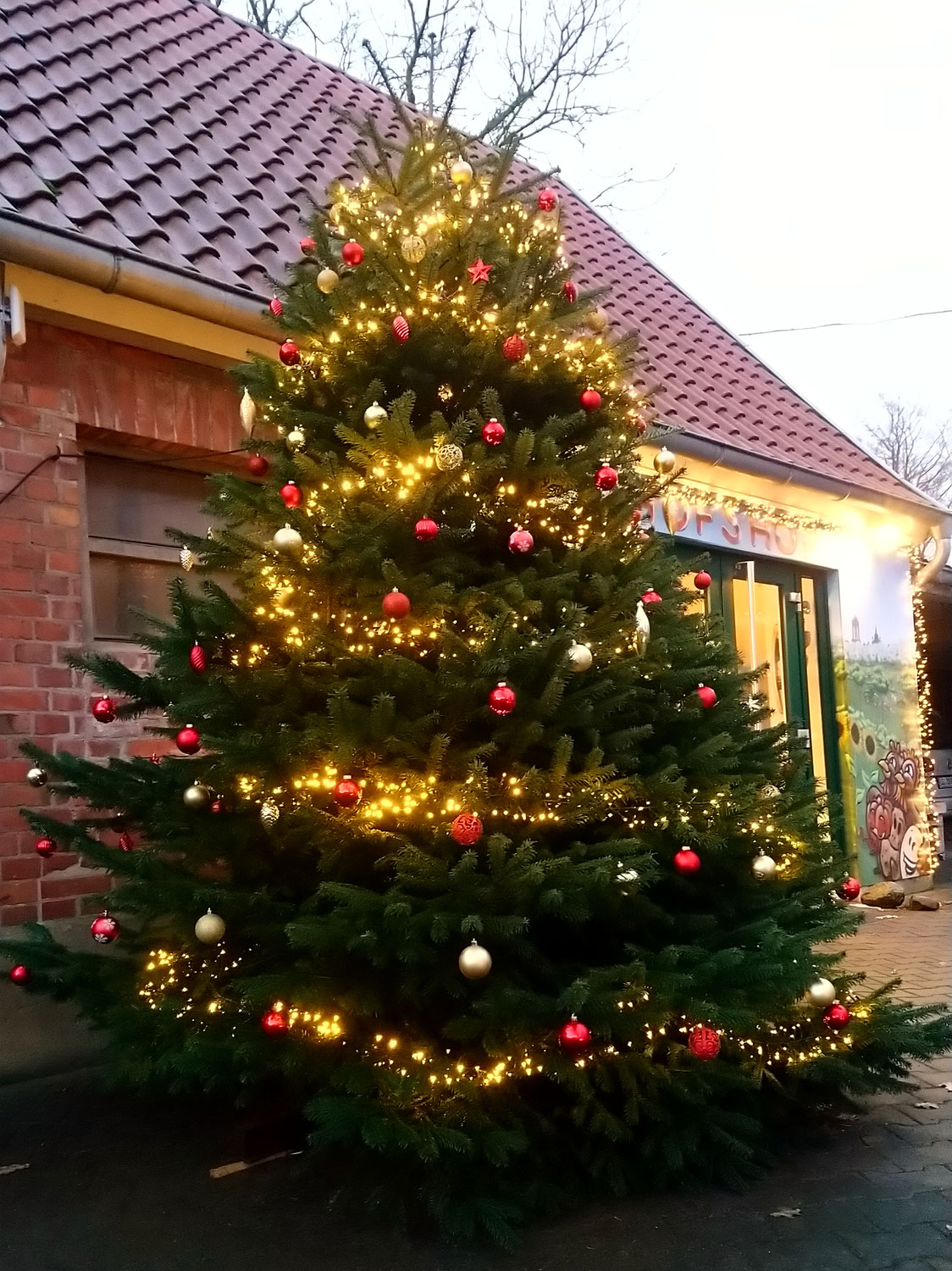 Bei uns gibt's wieder Weihnachtsbäume aus Westergellersen!