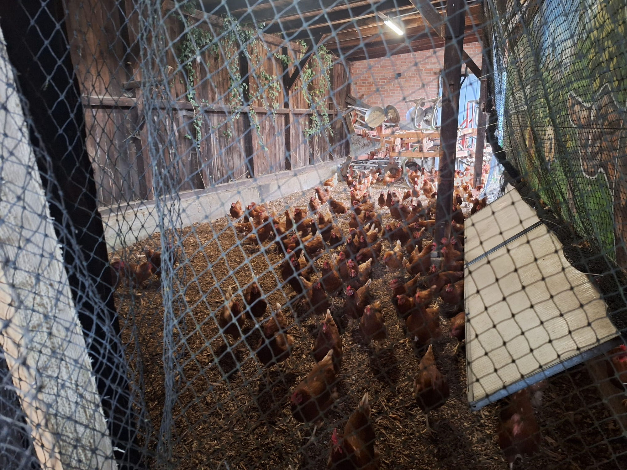 Stallpflicht zum Schutz vor der Vogelgrippe