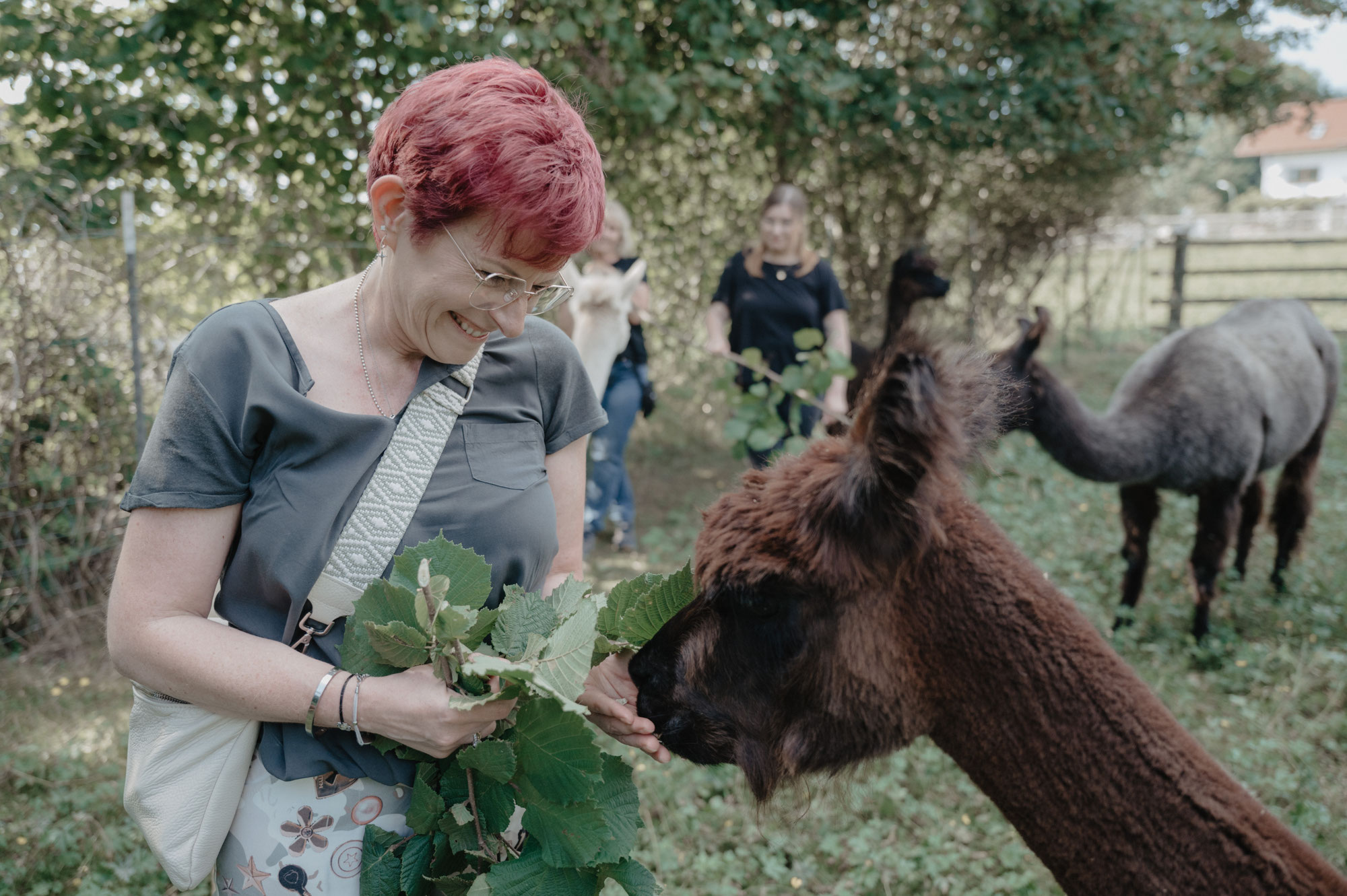 Warum Alpakas und Lamas kein Obst und Gemüse fressen sollten – und was sie wirklich brauchen: