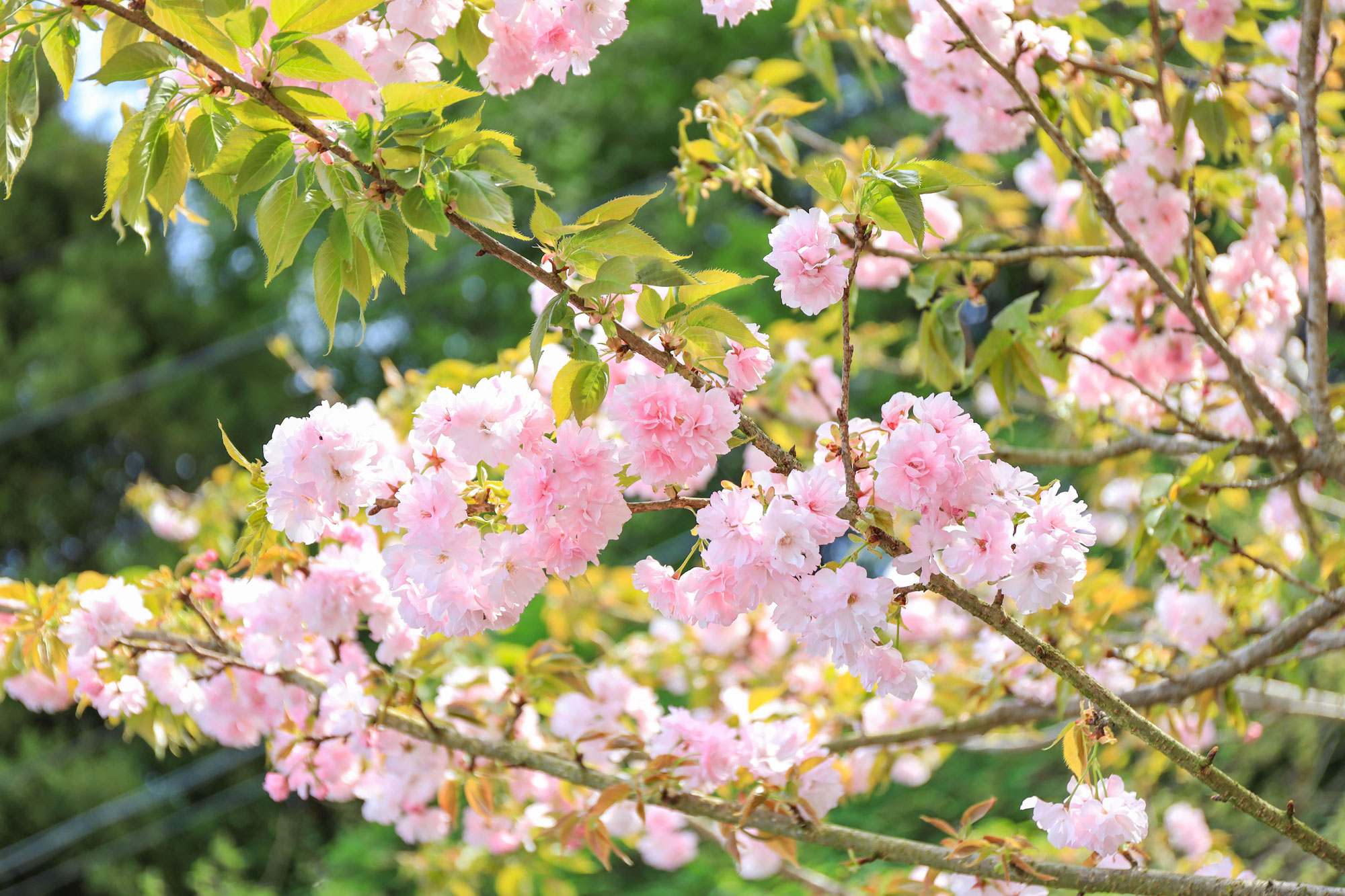 八重桜、満開です。【当園バーベキューガーデン】