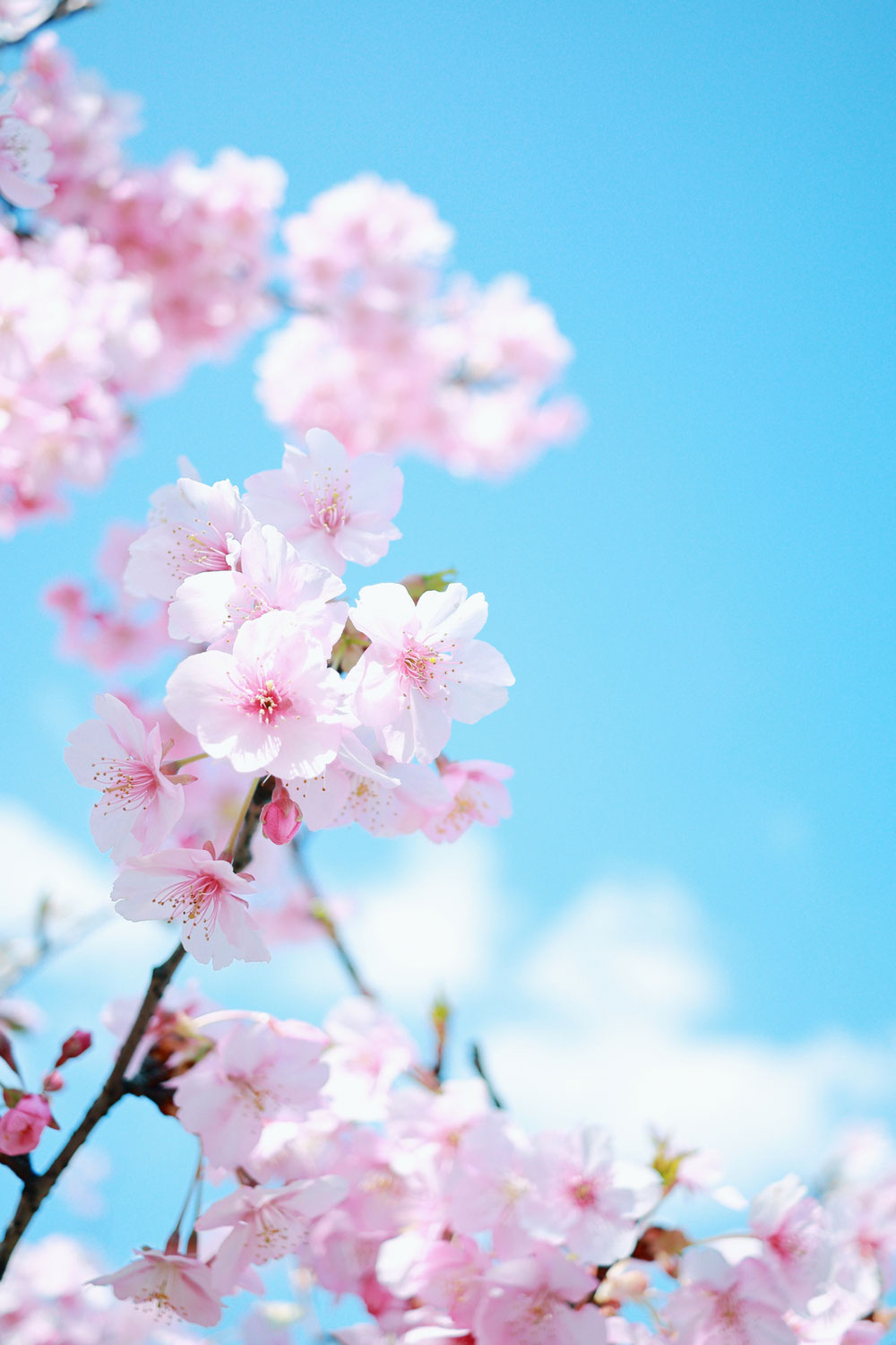 近隣イベント情報「桜に染まるまち、佐倉2022」3月19日から