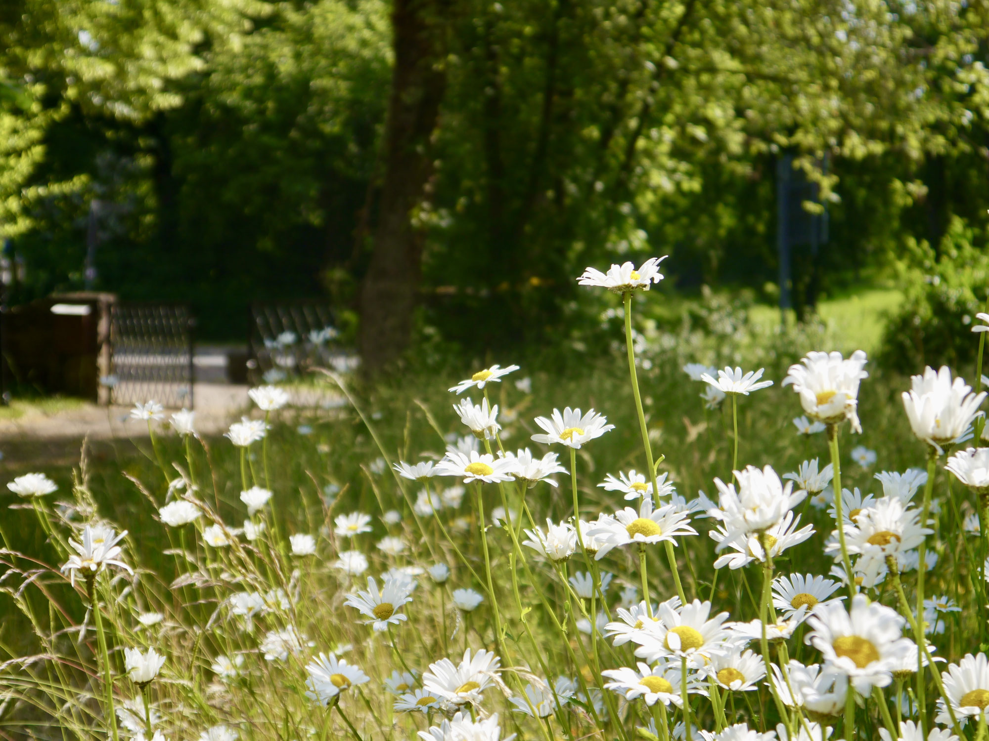 Das Frühjahr